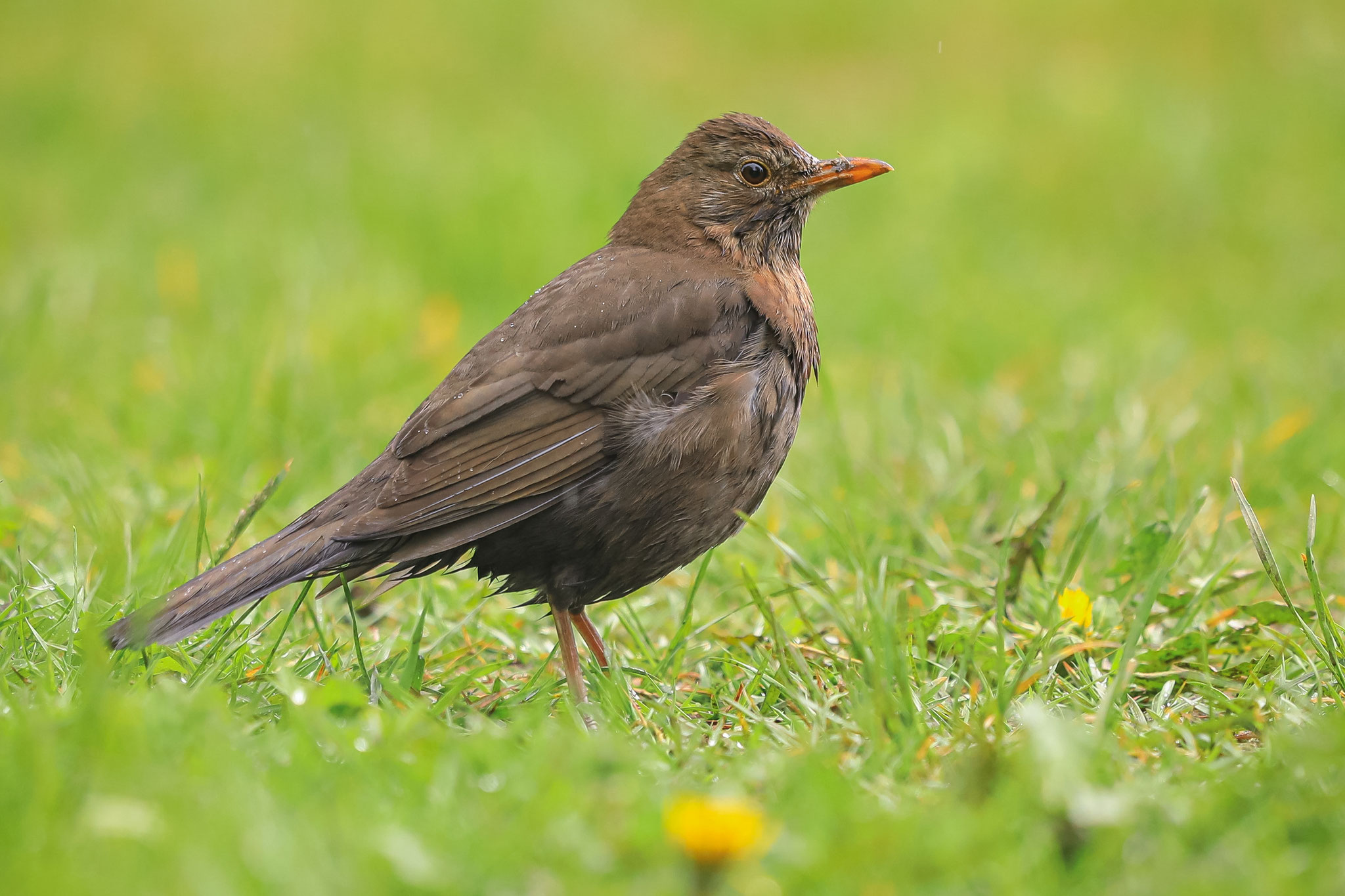 Amsel