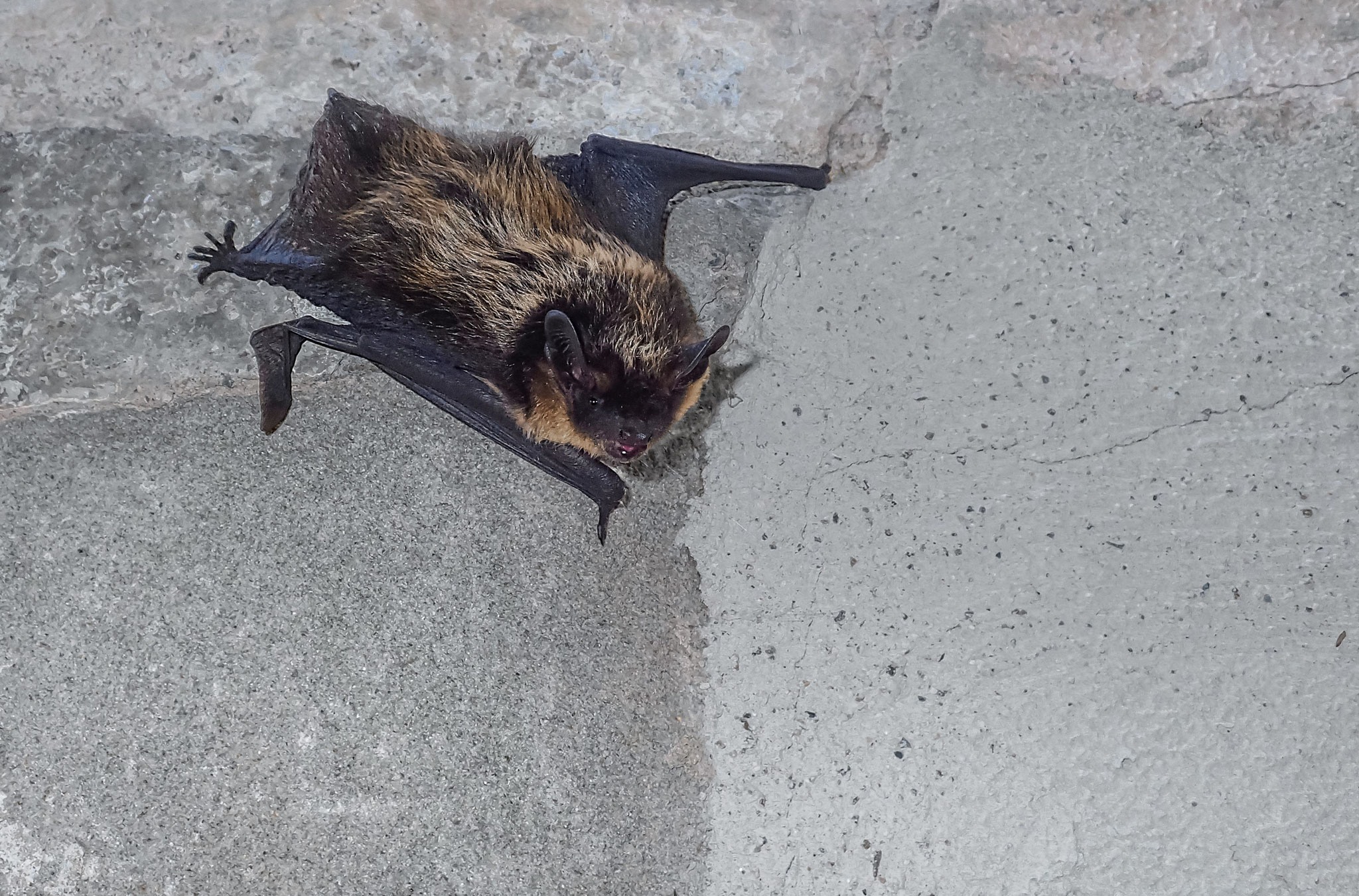 Nordfledermaus (Schweiz)