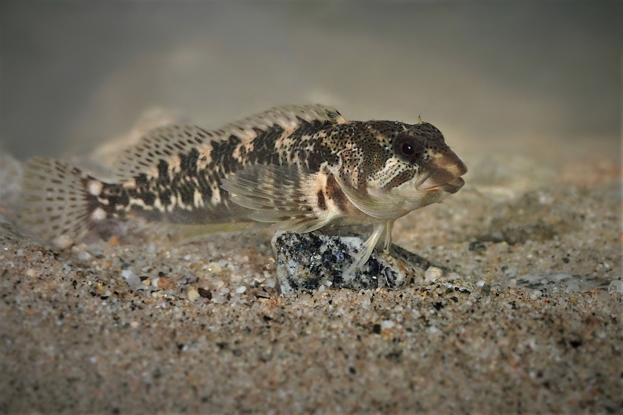 Cagnetta / Süsswasserschleimfisch (Schweiz)