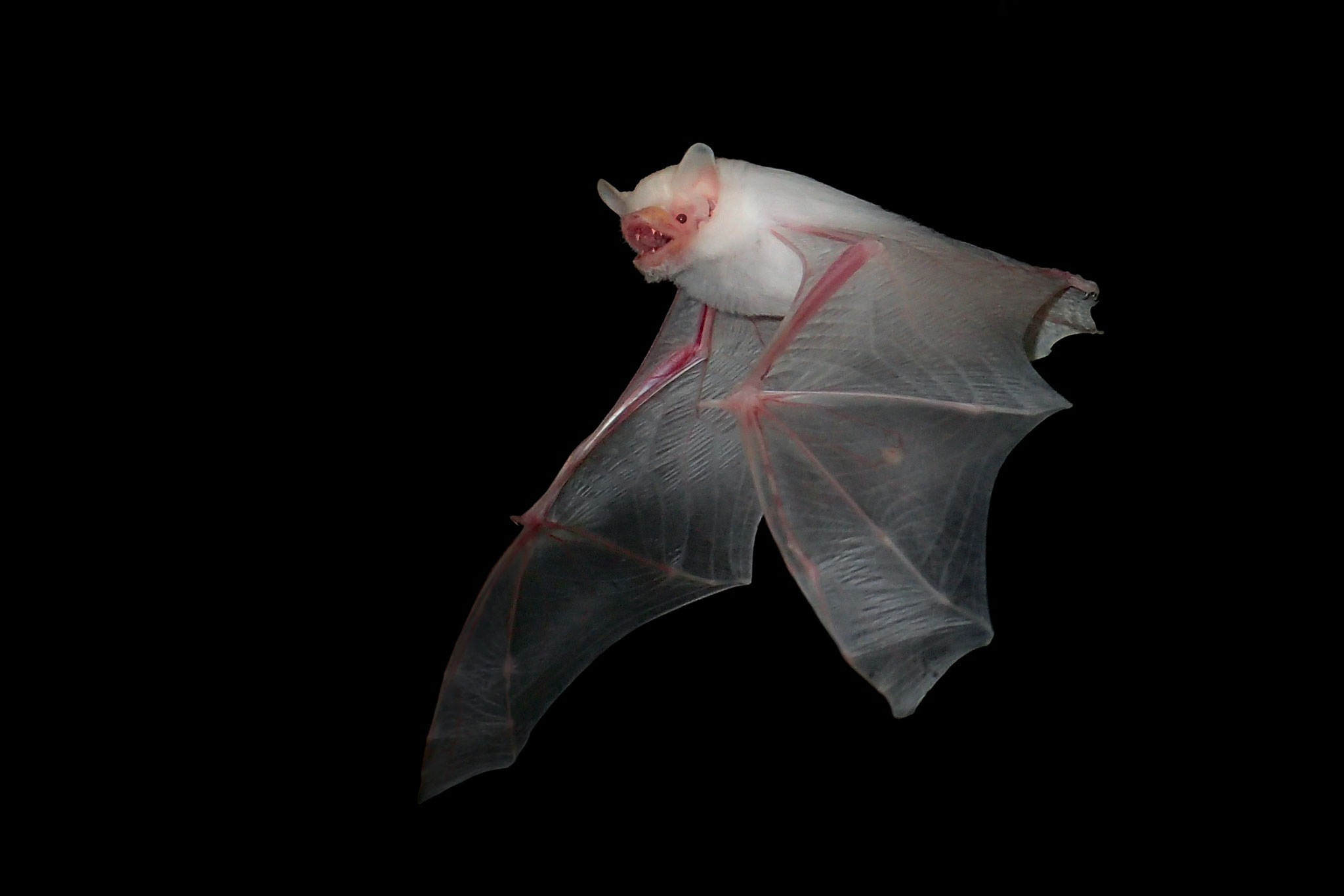 Zwergfledermaus Albino (Schweiz)