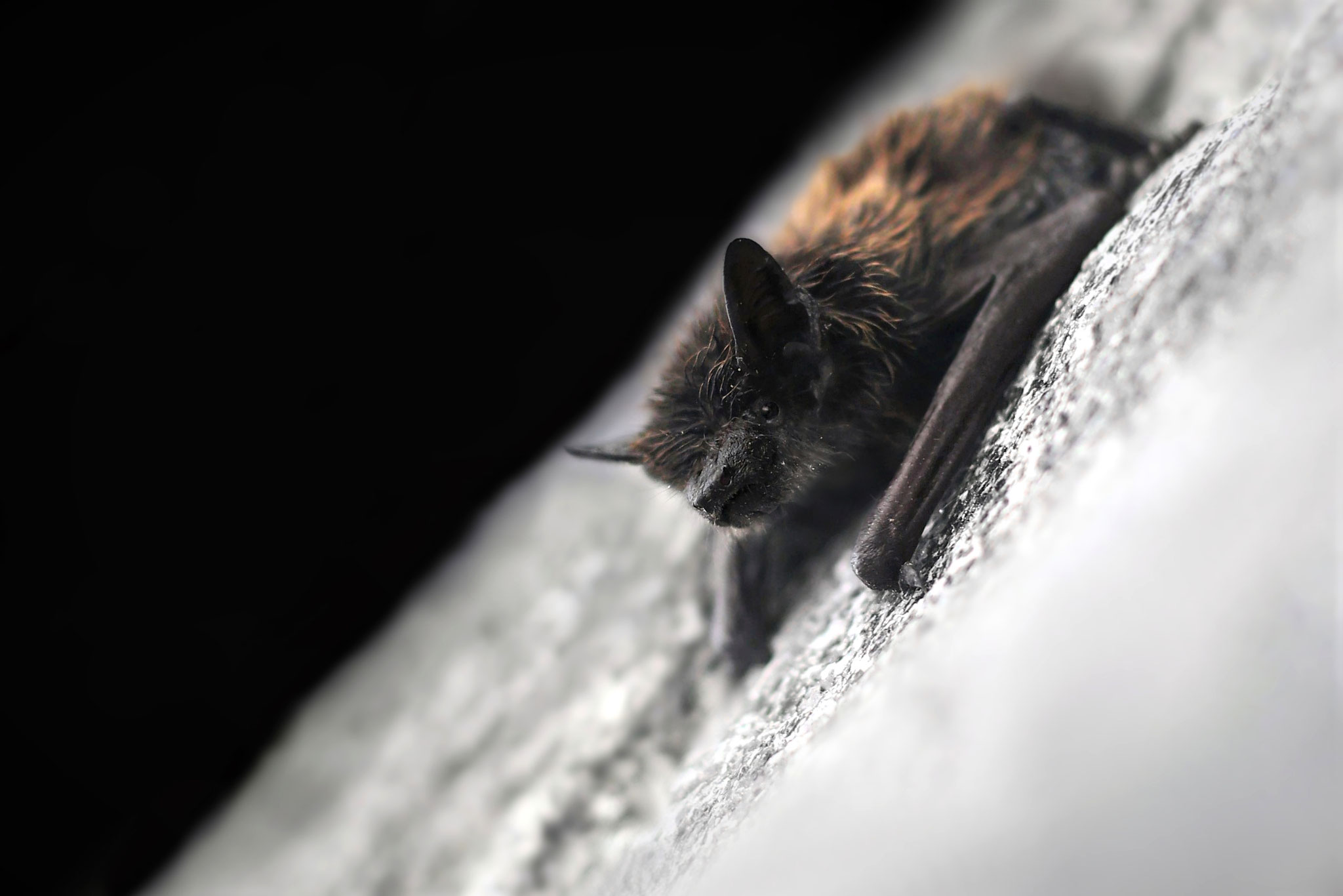 Alpenfledermaus (Schweiz)