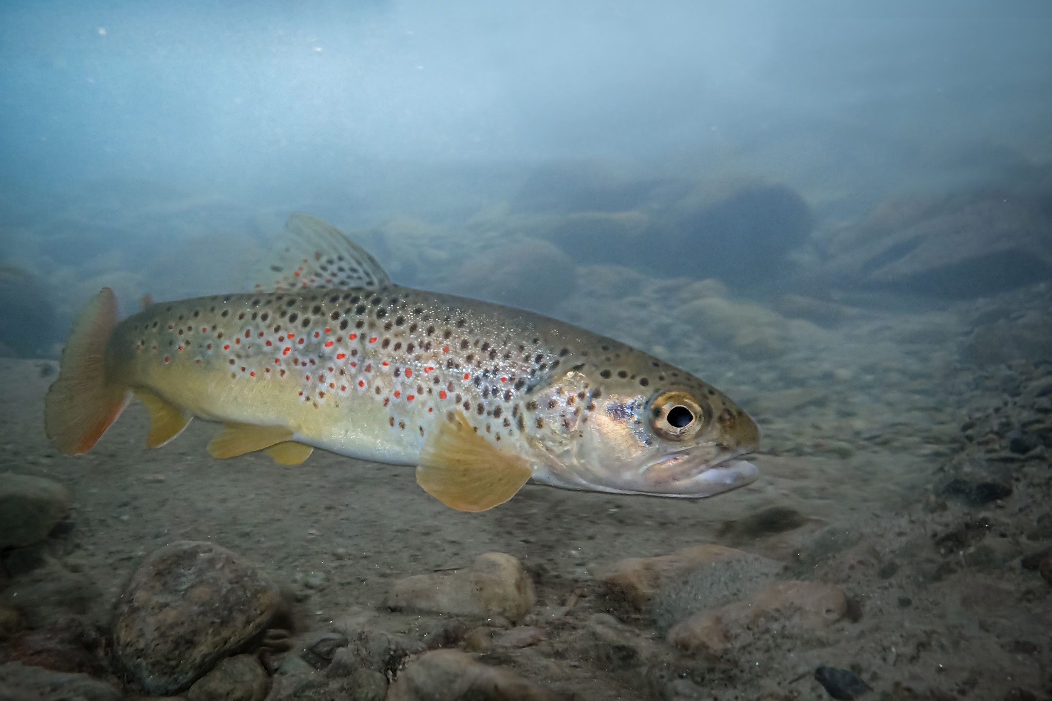Adriatische Forelle Hybrid (Schweiz)
