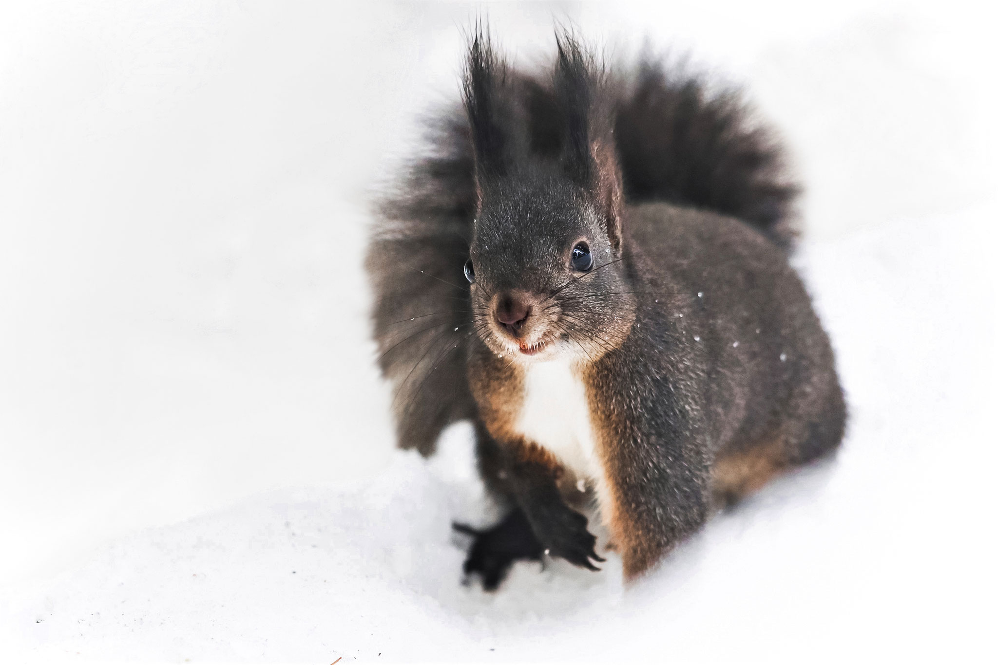 Eichhörnchen (Schweiz)
