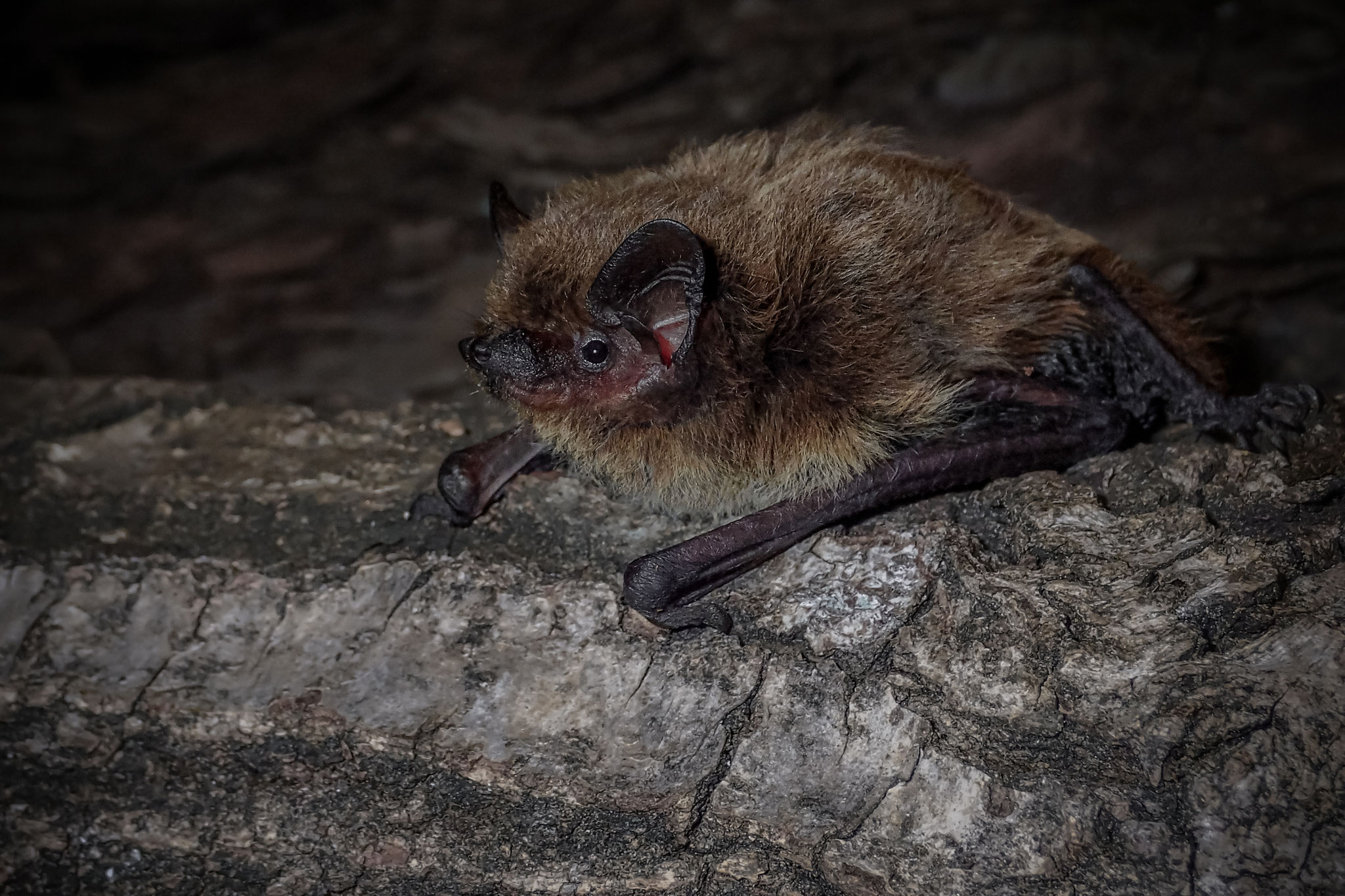 Rauhautfledermaus (Schweiz)