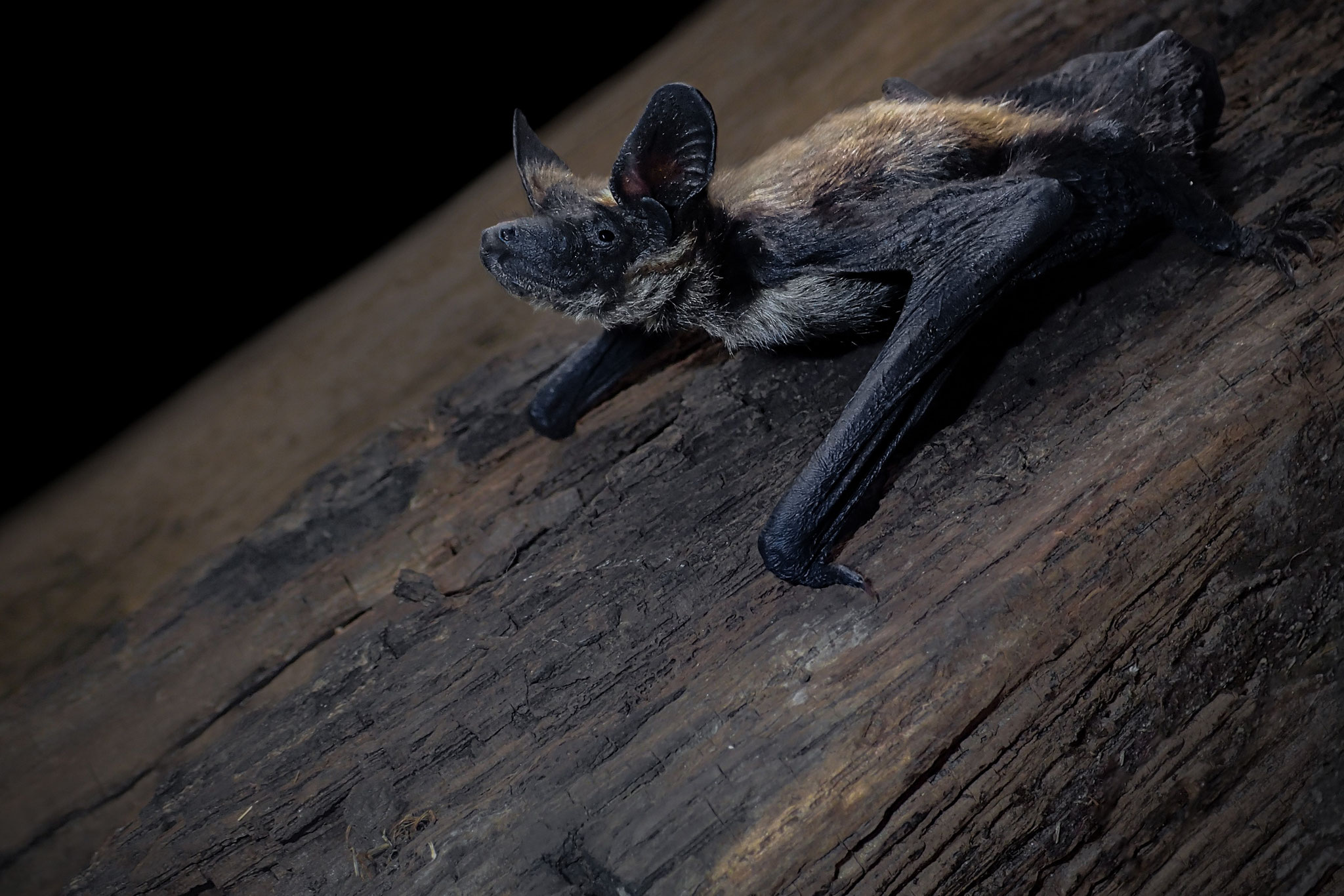 Nordfledermaus Juveline (Schweiz)