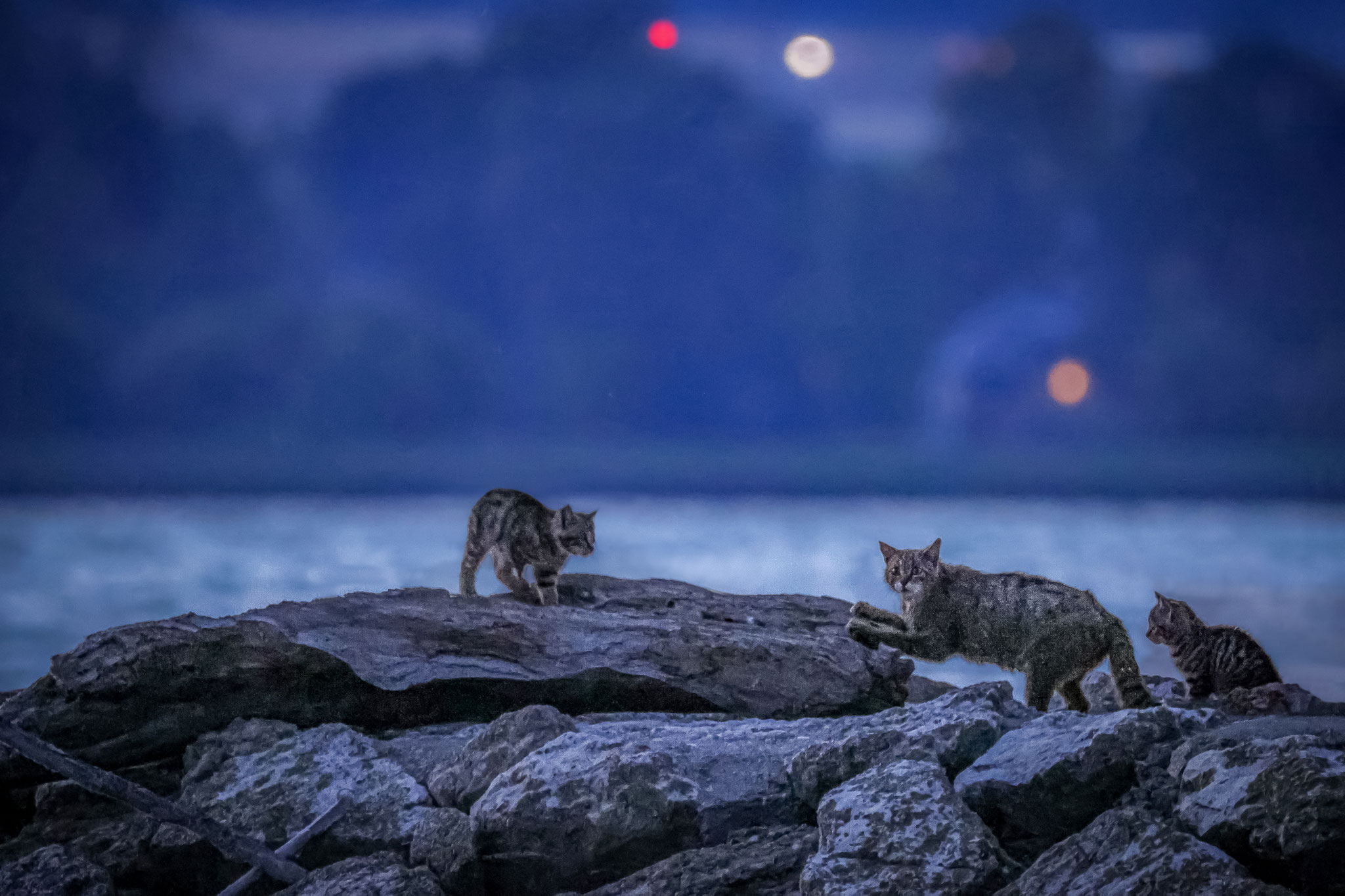 Wildkatze (Schweiz)