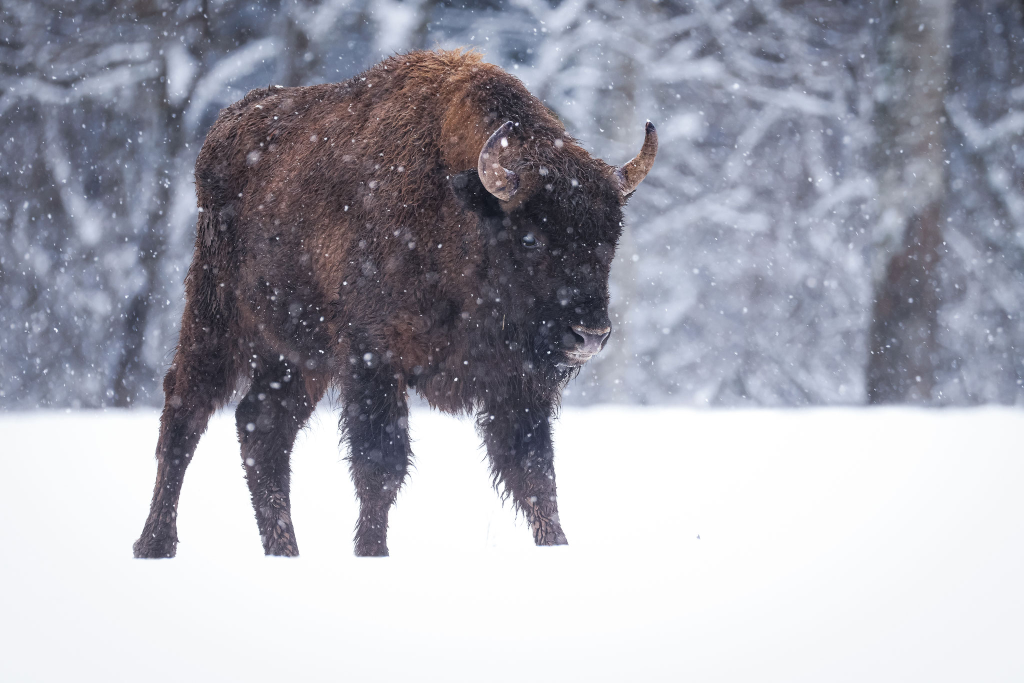 Wisent (Schweiz / Auswilderungsprojekt)