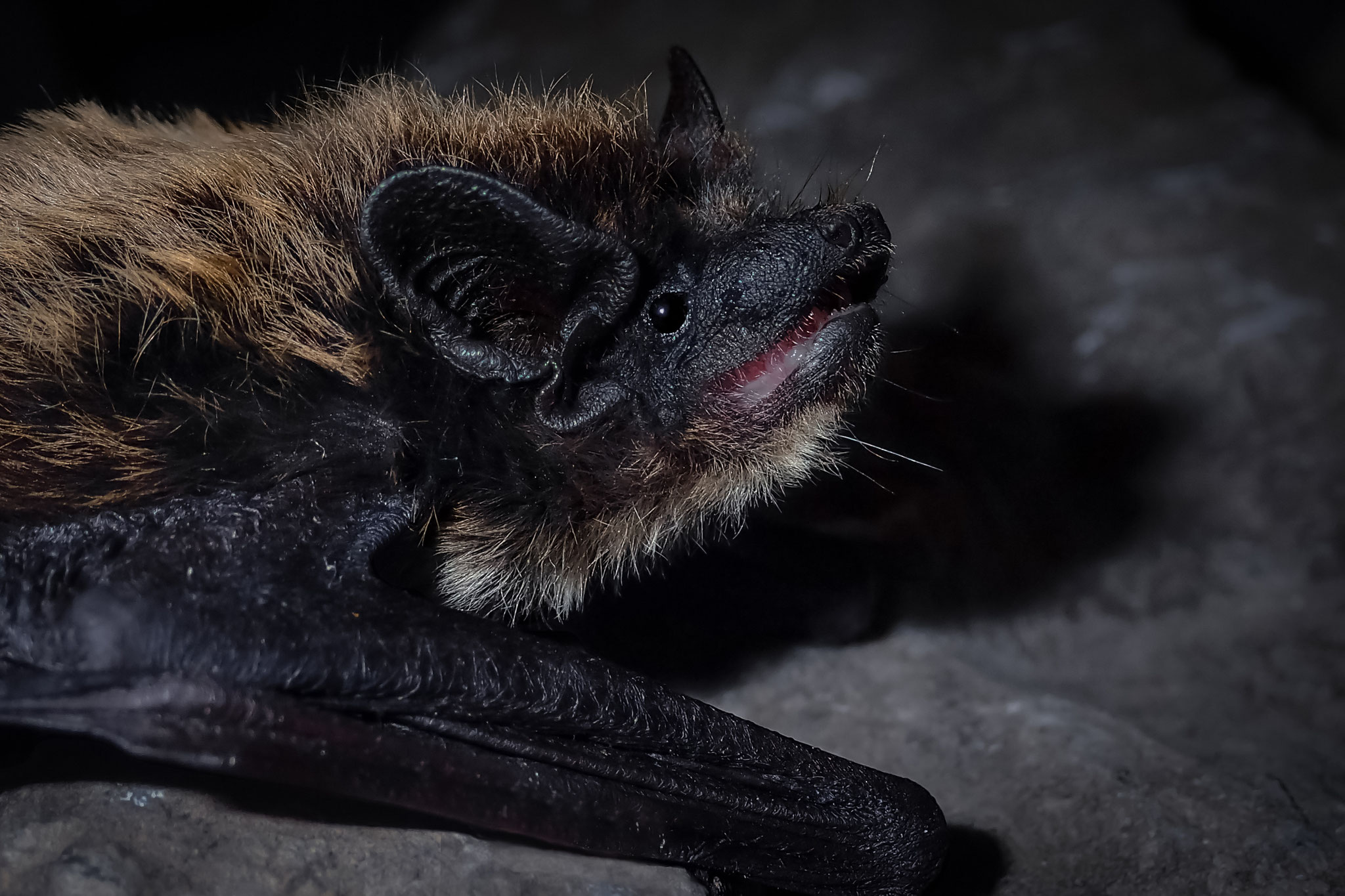 Alpenfledermaus (Schweiz)