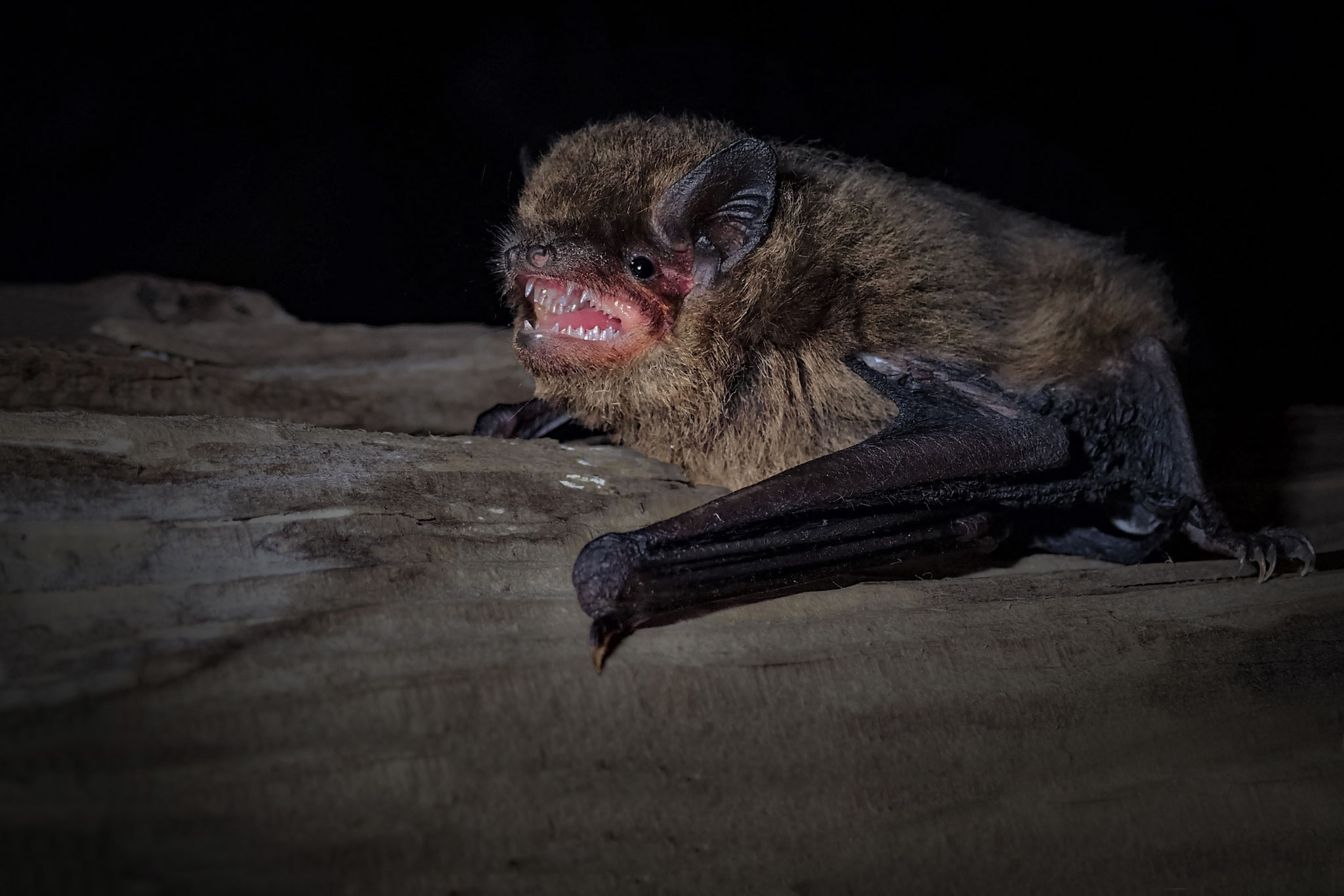 Mückenfledermaus (Schweiz)