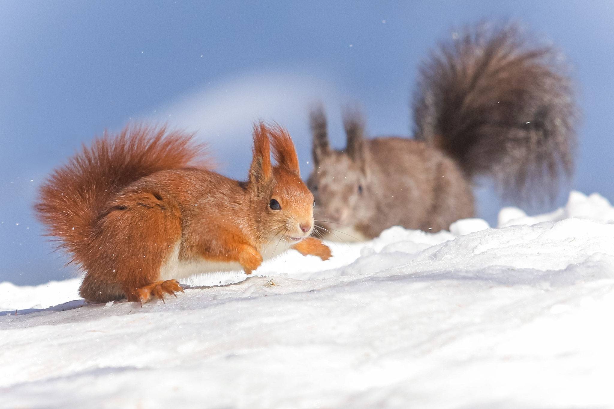 Eichhörnchen (Schweiz)