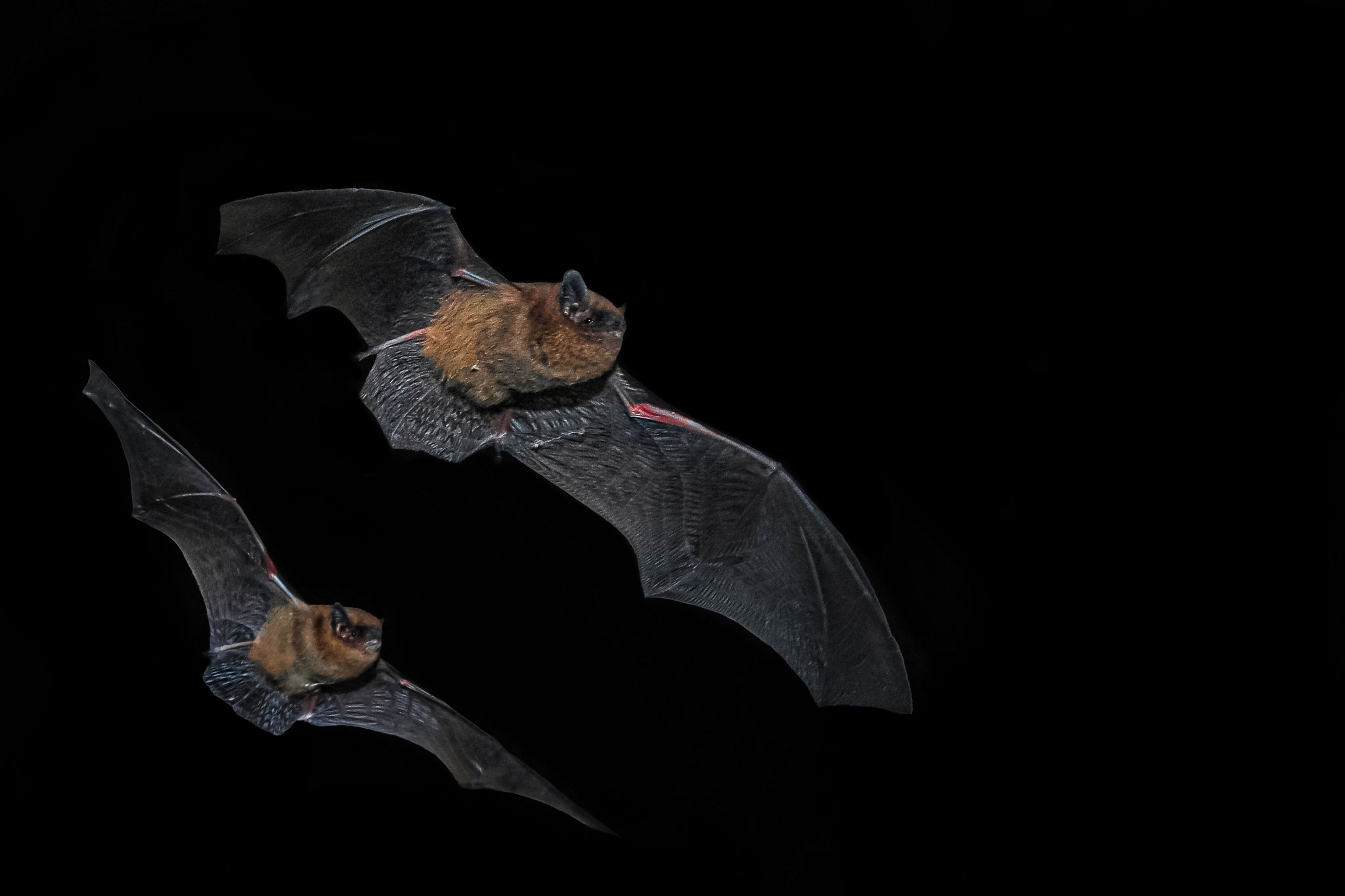 Zwergfledermaus (Schweiz)