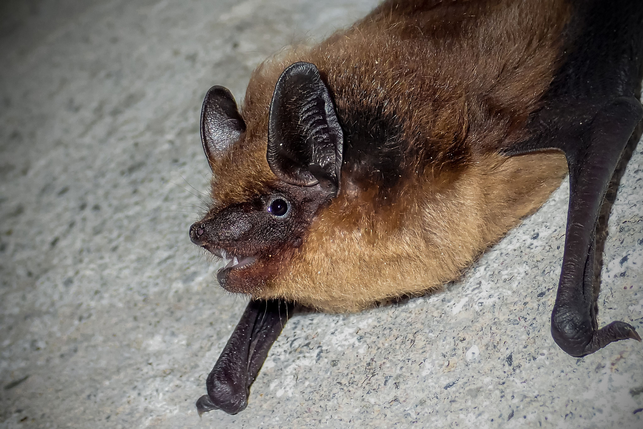 Breitflügelfledermaus (Schweiz)