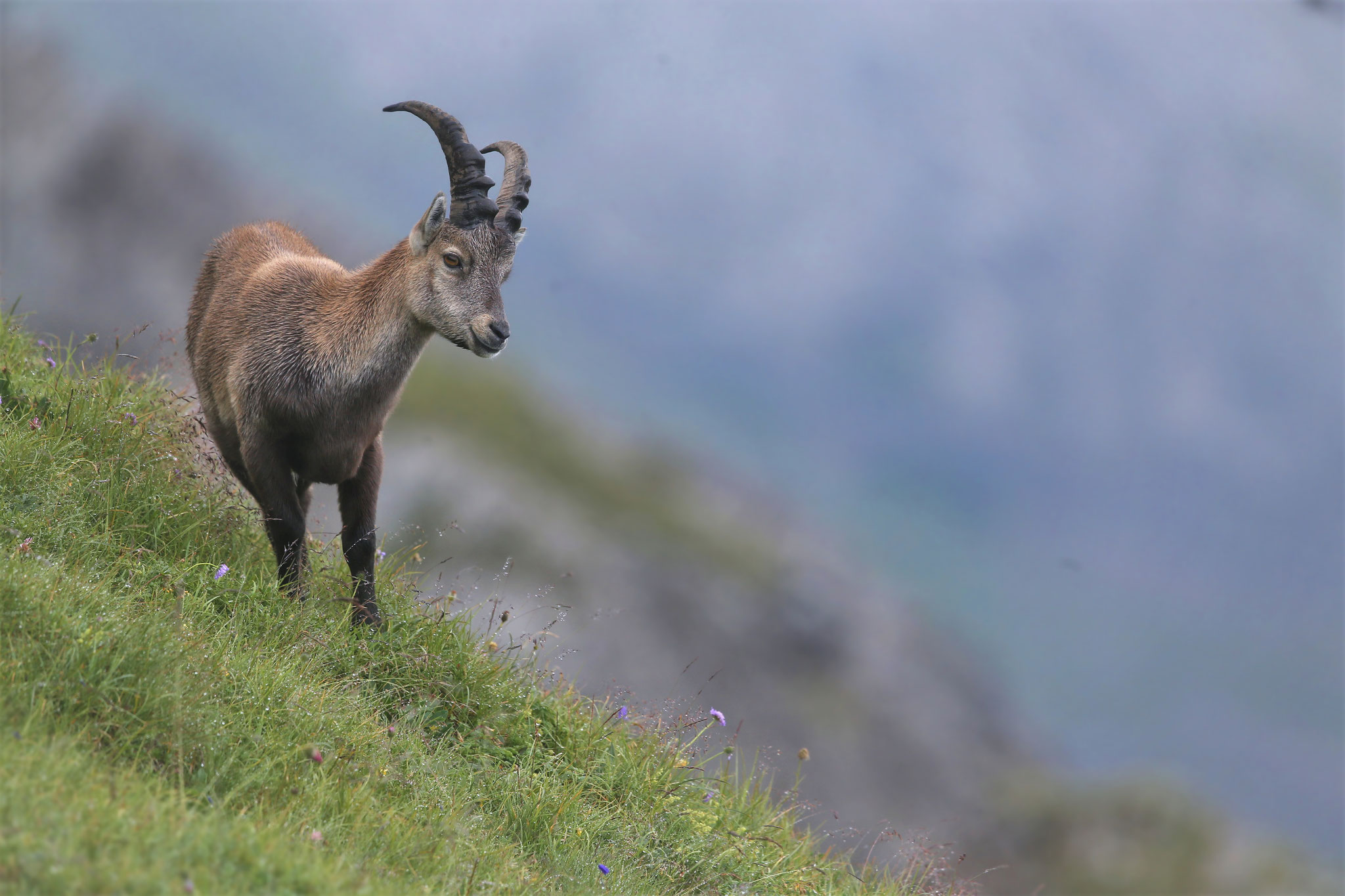 Alpensteinbock (Schweiz)