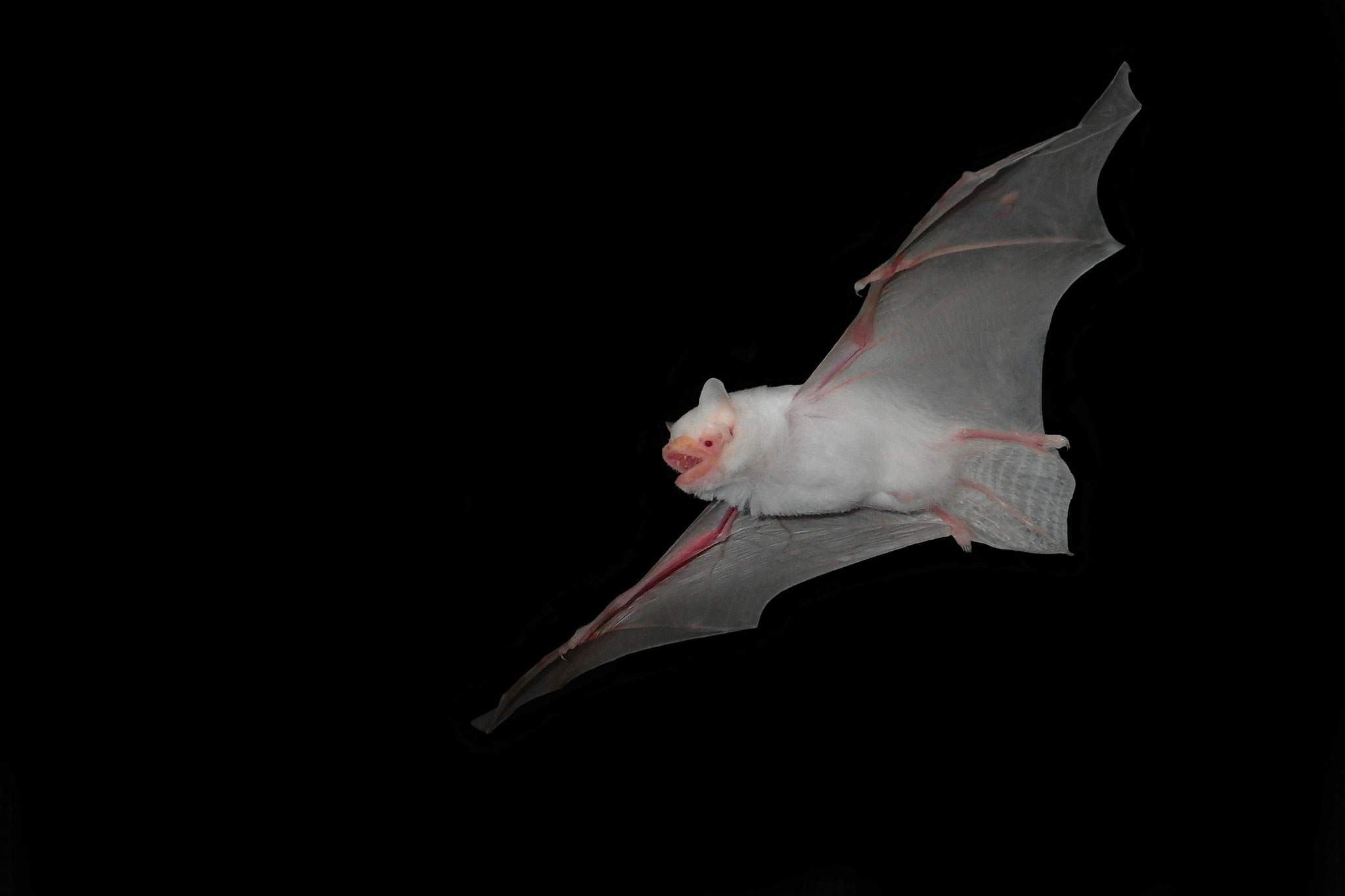 Zwergfledermaus Albino (Schweiz)