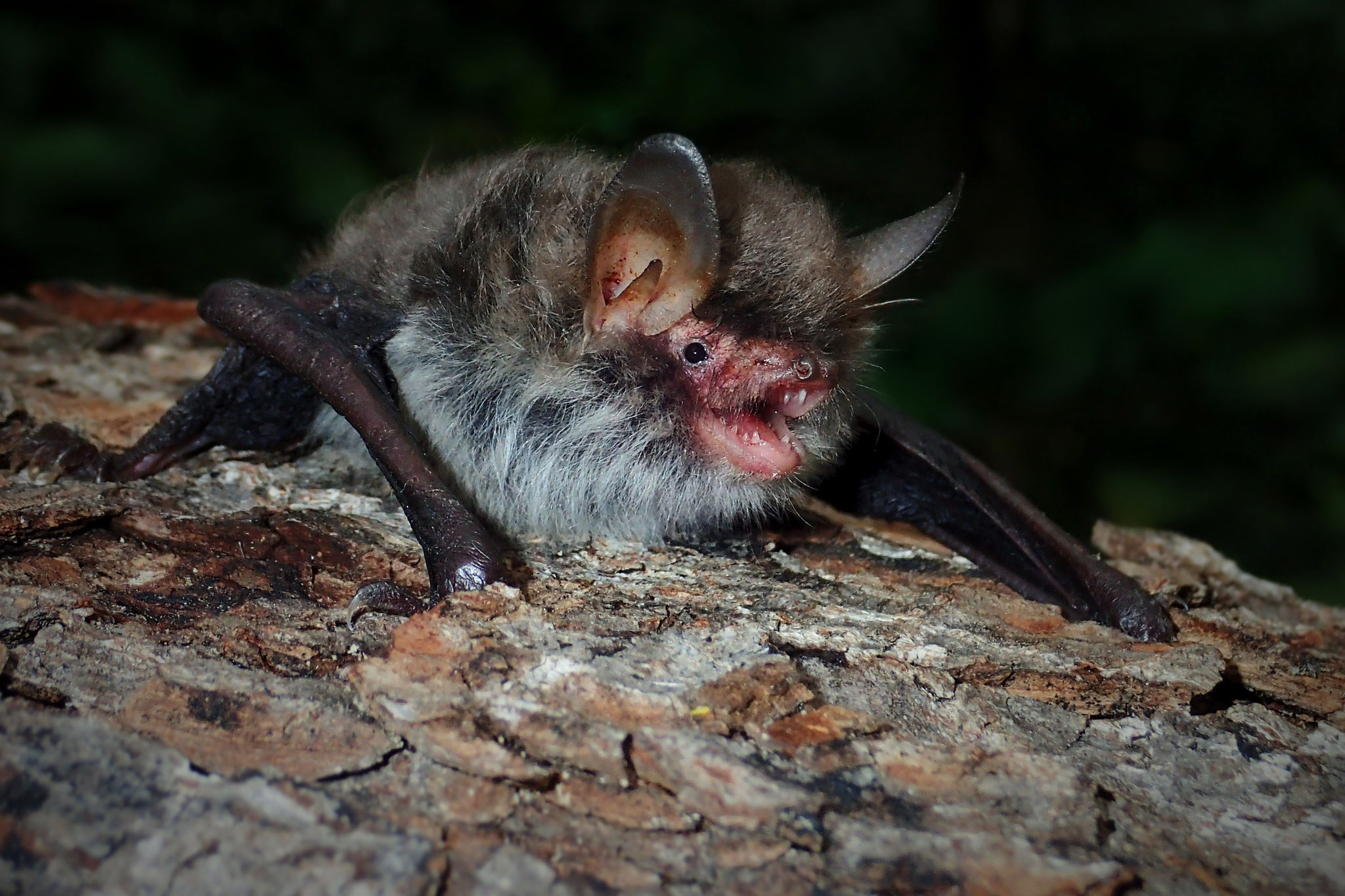 Kryptische Fledermaus (Schweiz)