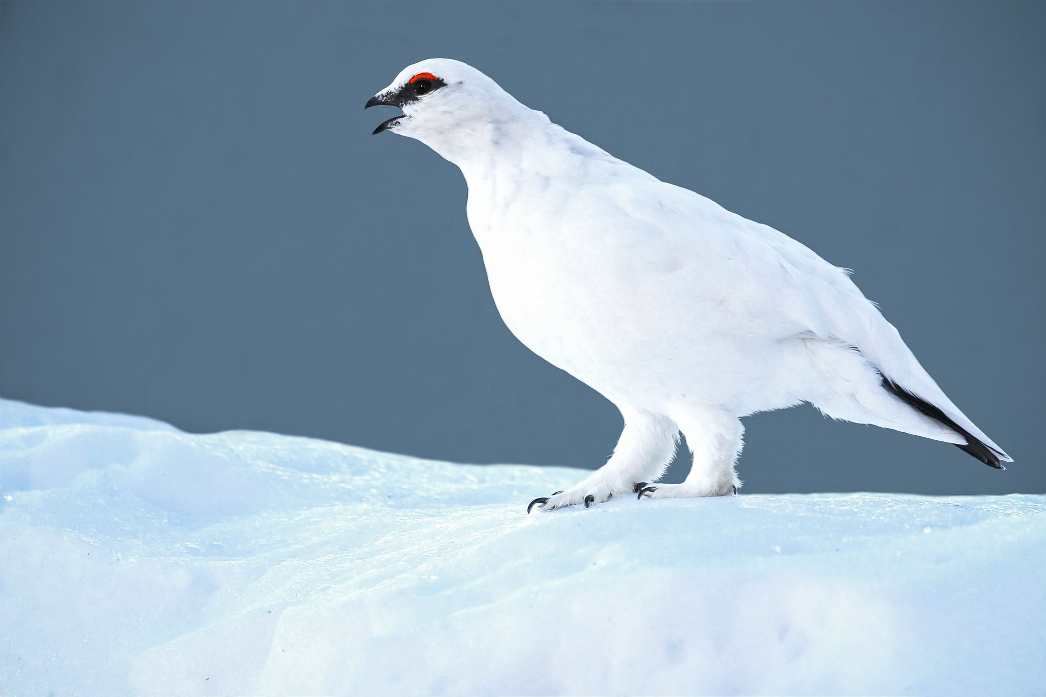 Alpenschneehuhn