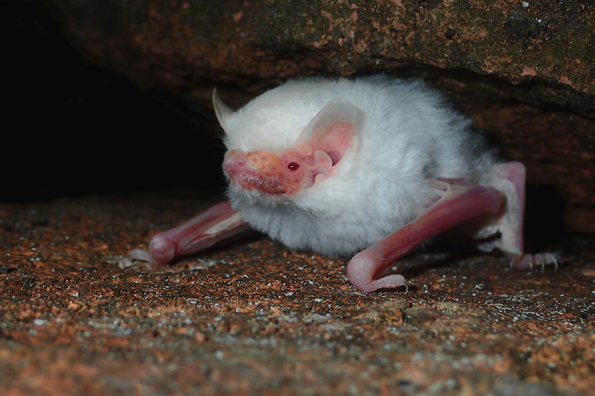 Zwergfledermaus Albino (Schweiz)