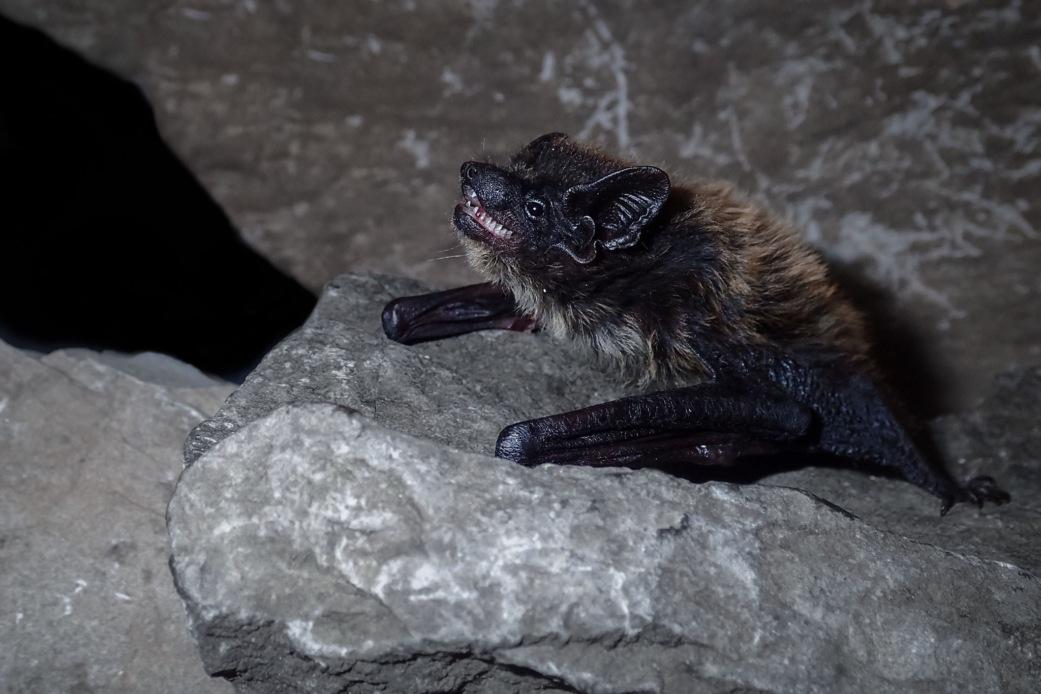 Alpenfledermaus (Schweiz)