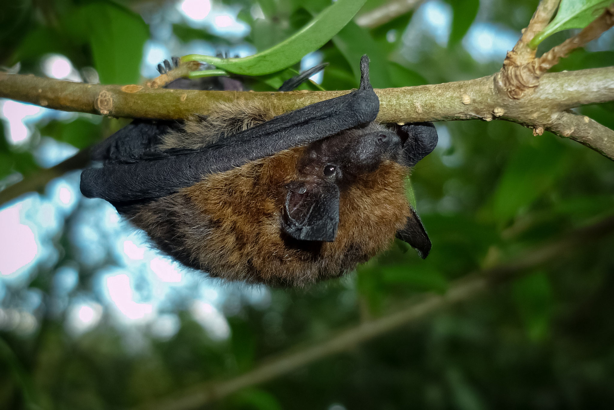 Zwergfledermaus (Schweiz)