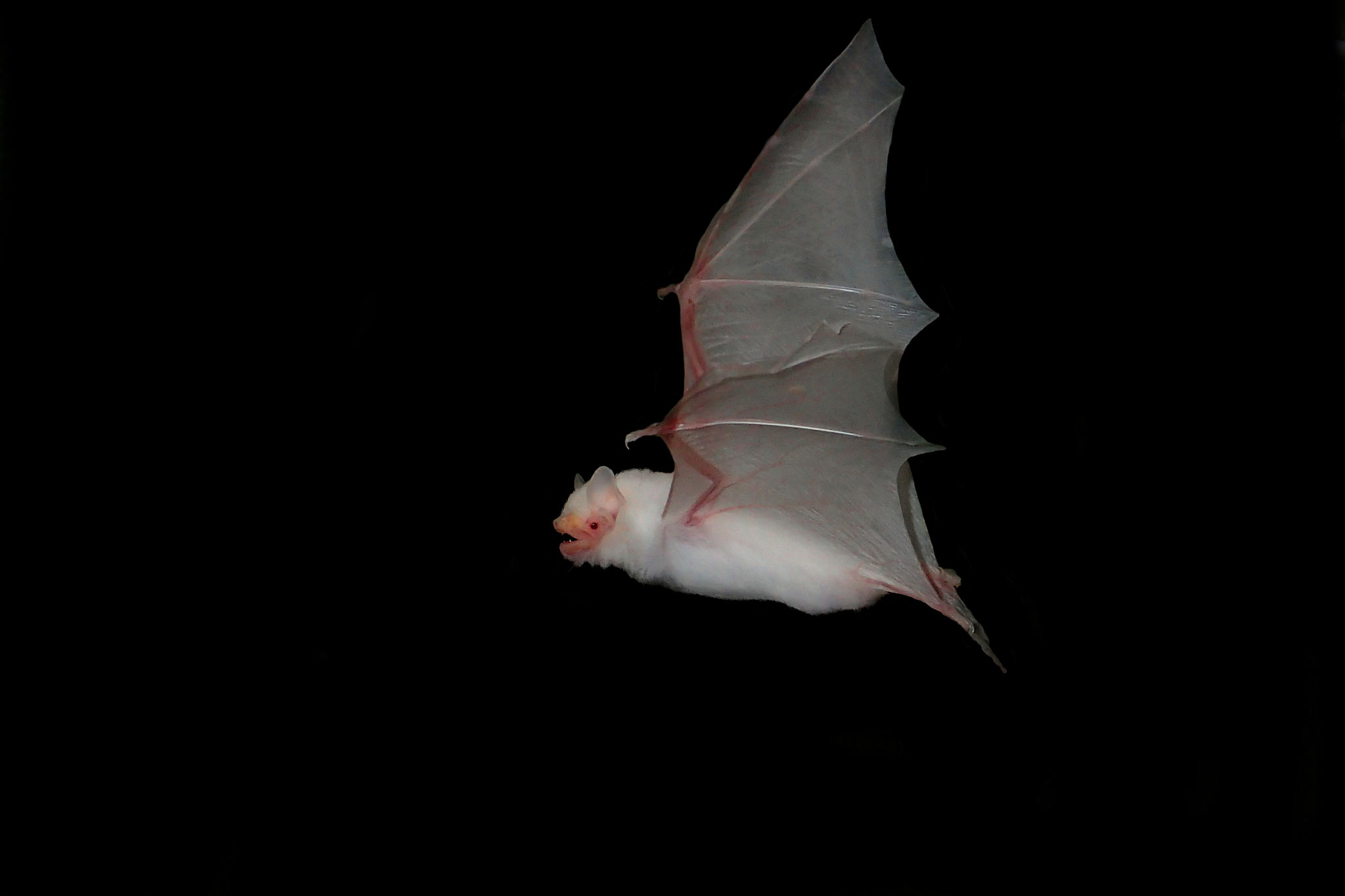 Zwergfledermaus Albino (Schweiz)