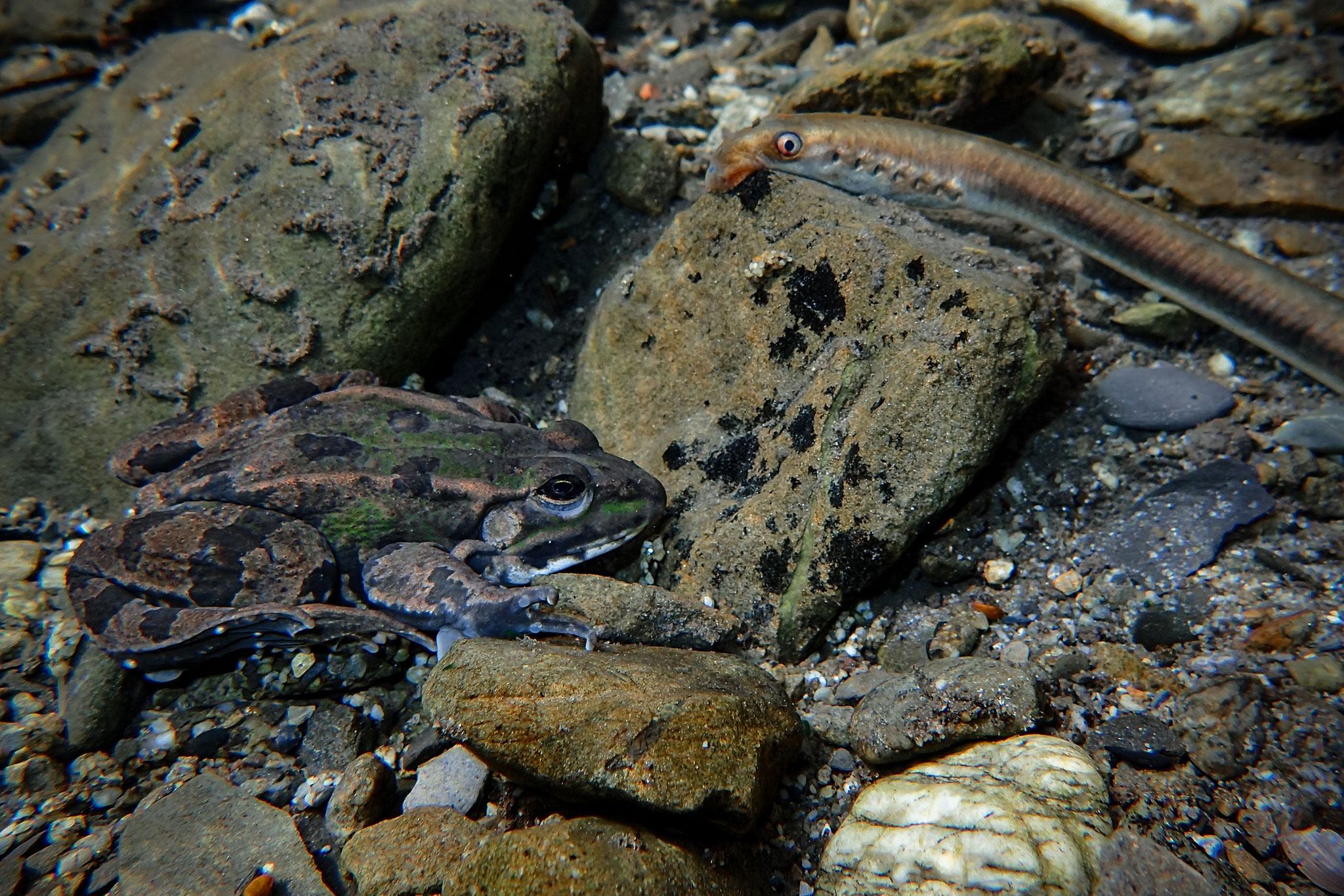 Bachneunauge mit Teichfrosch (Schweiz)