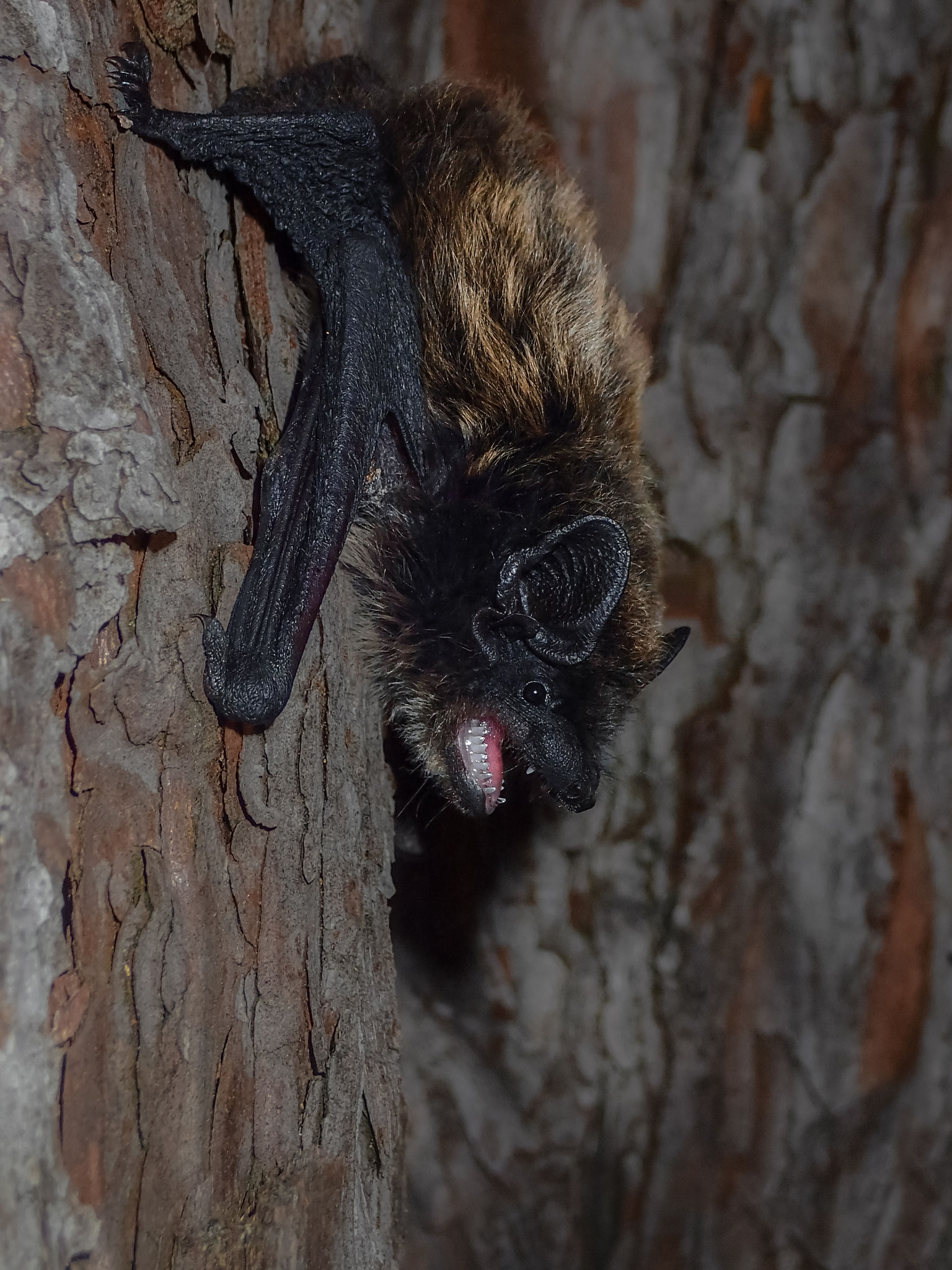 Alpenfledermaus (Schweiz)