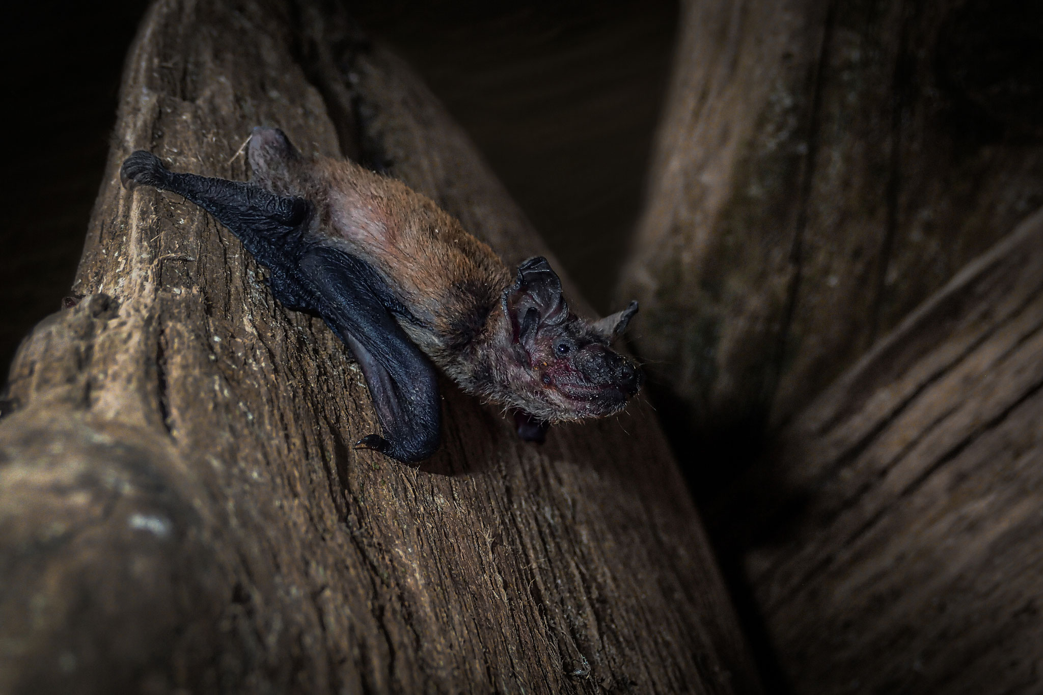 Zwergfledermaus Juvenile (Schweiz)