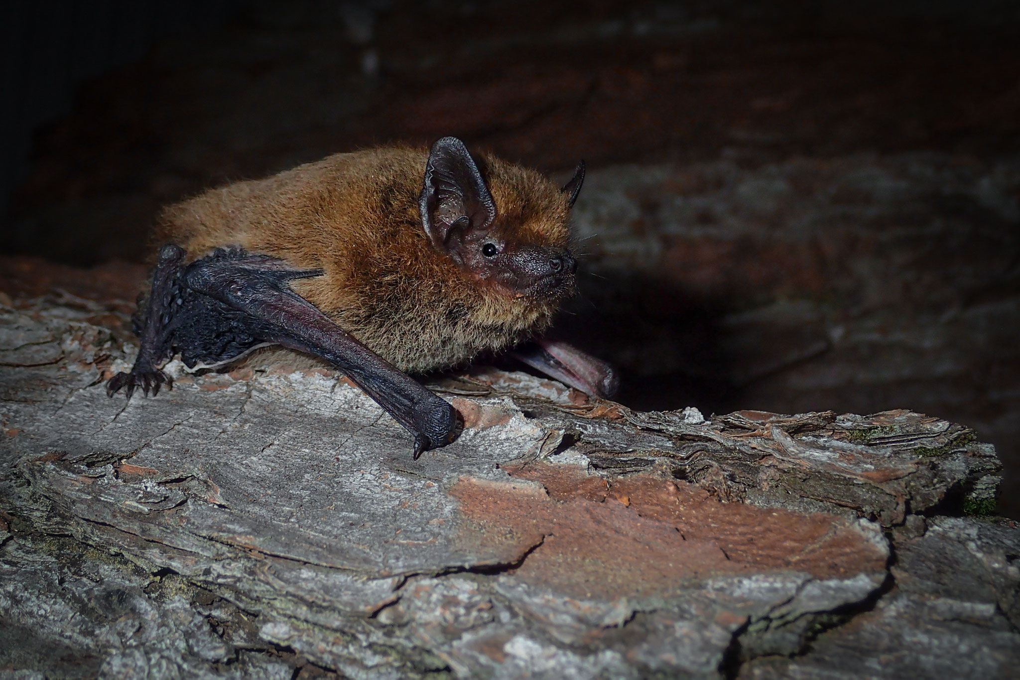 Weissrandfledermaus (Schweiz)