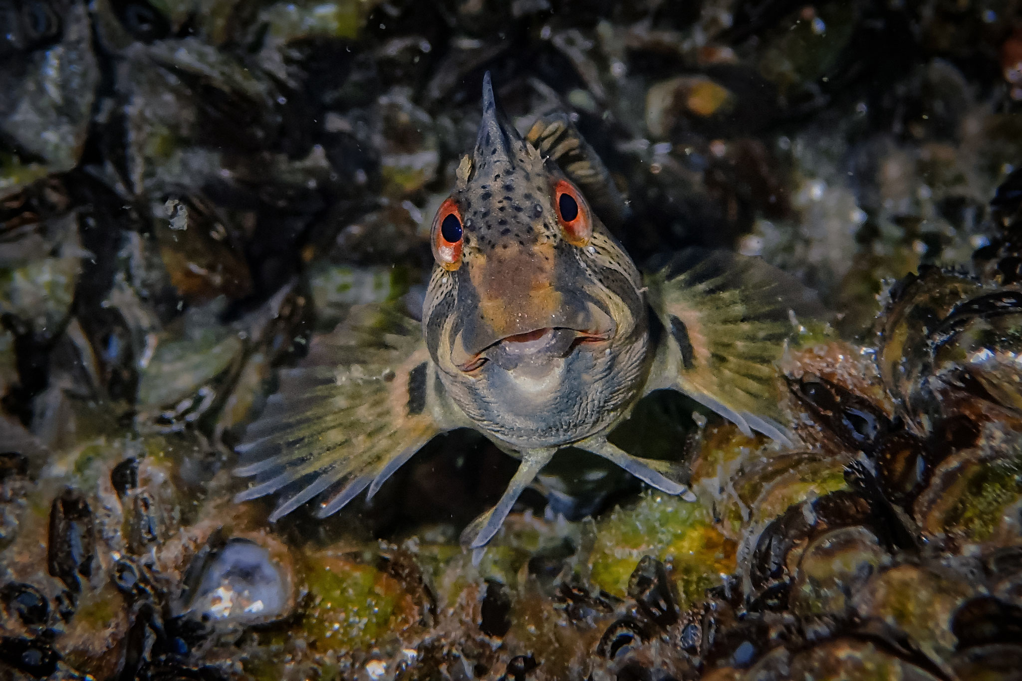 Cagnetta / Süsswasserschleimfisch (Schweiz)