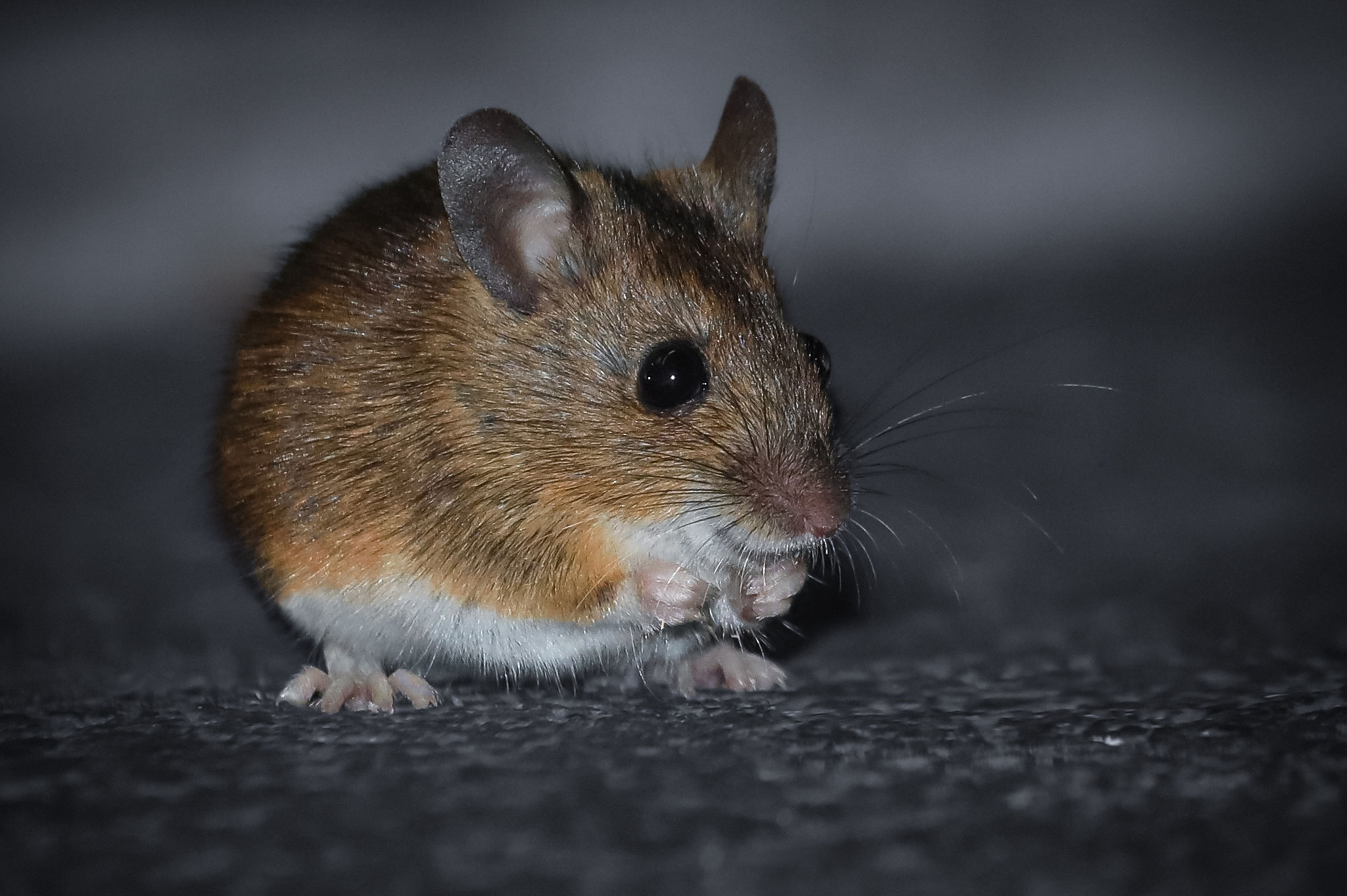 Alpenwaldmaus (Schweiz)