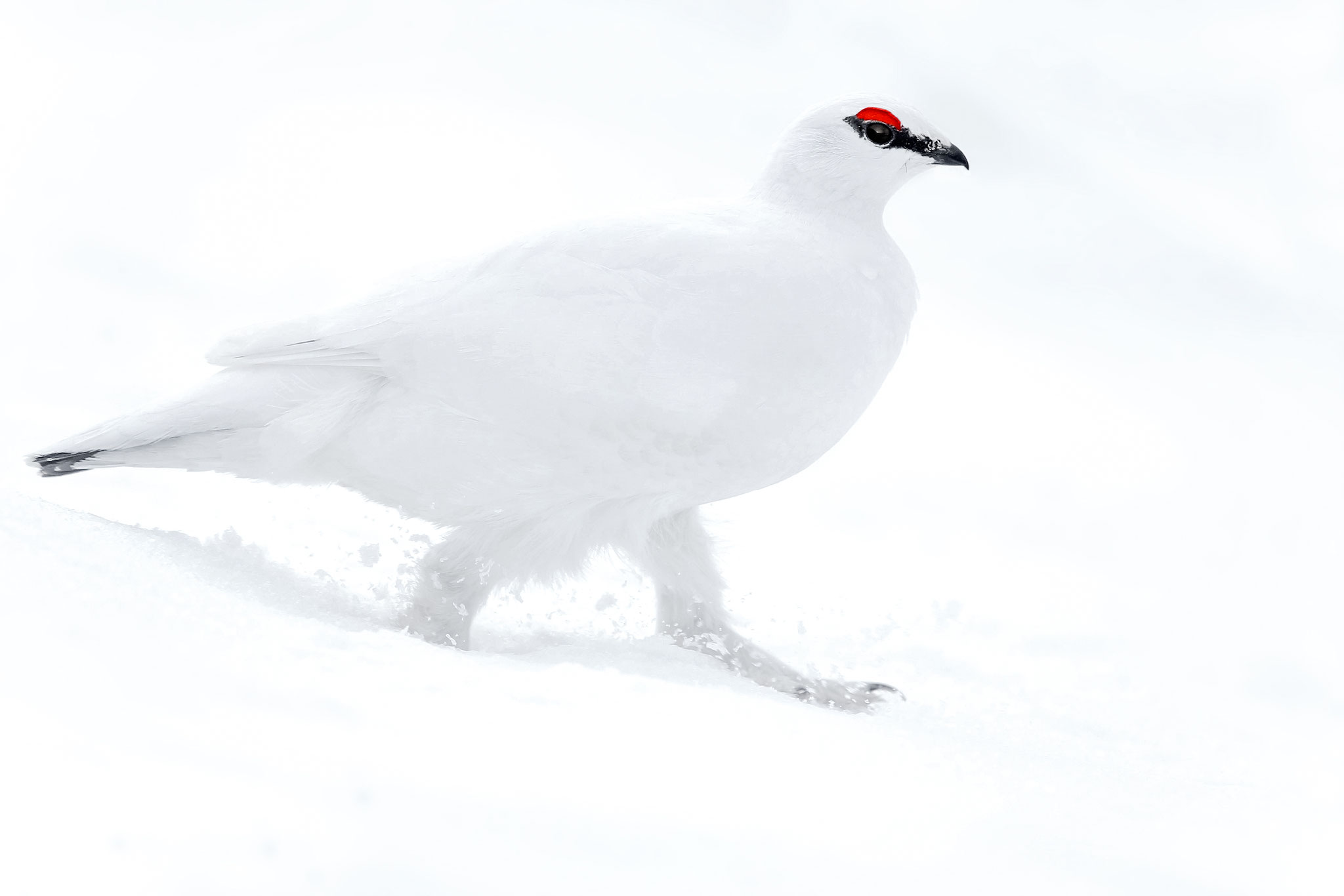 Alpenschneehuhn