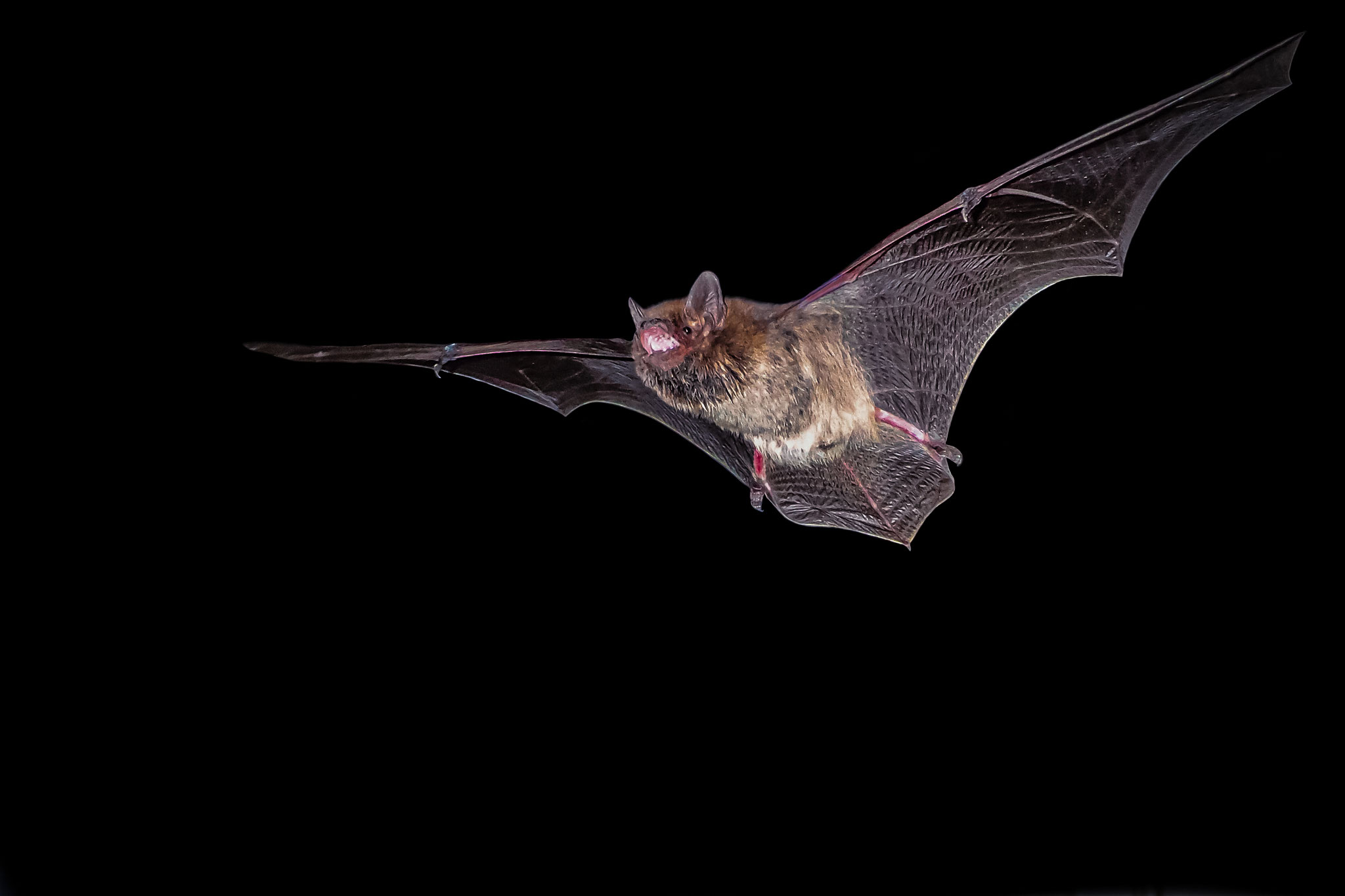 Weissrandfledermaus (Schweiz)