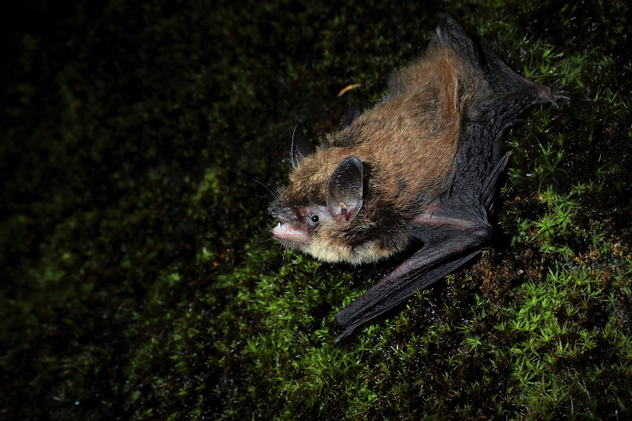 Brandtfledermaus (Schweiz)