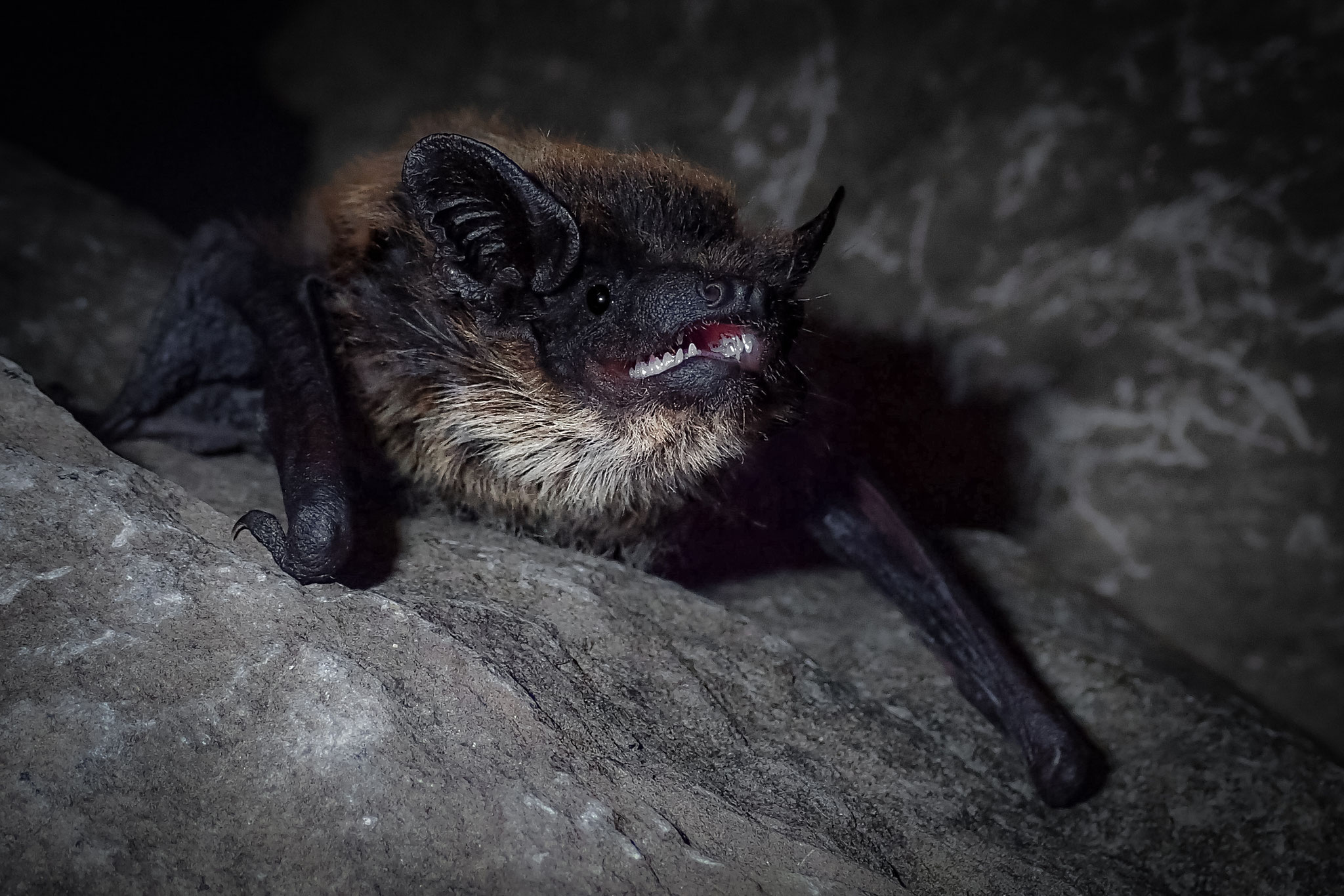Alpenfledermaus (Schweiz)