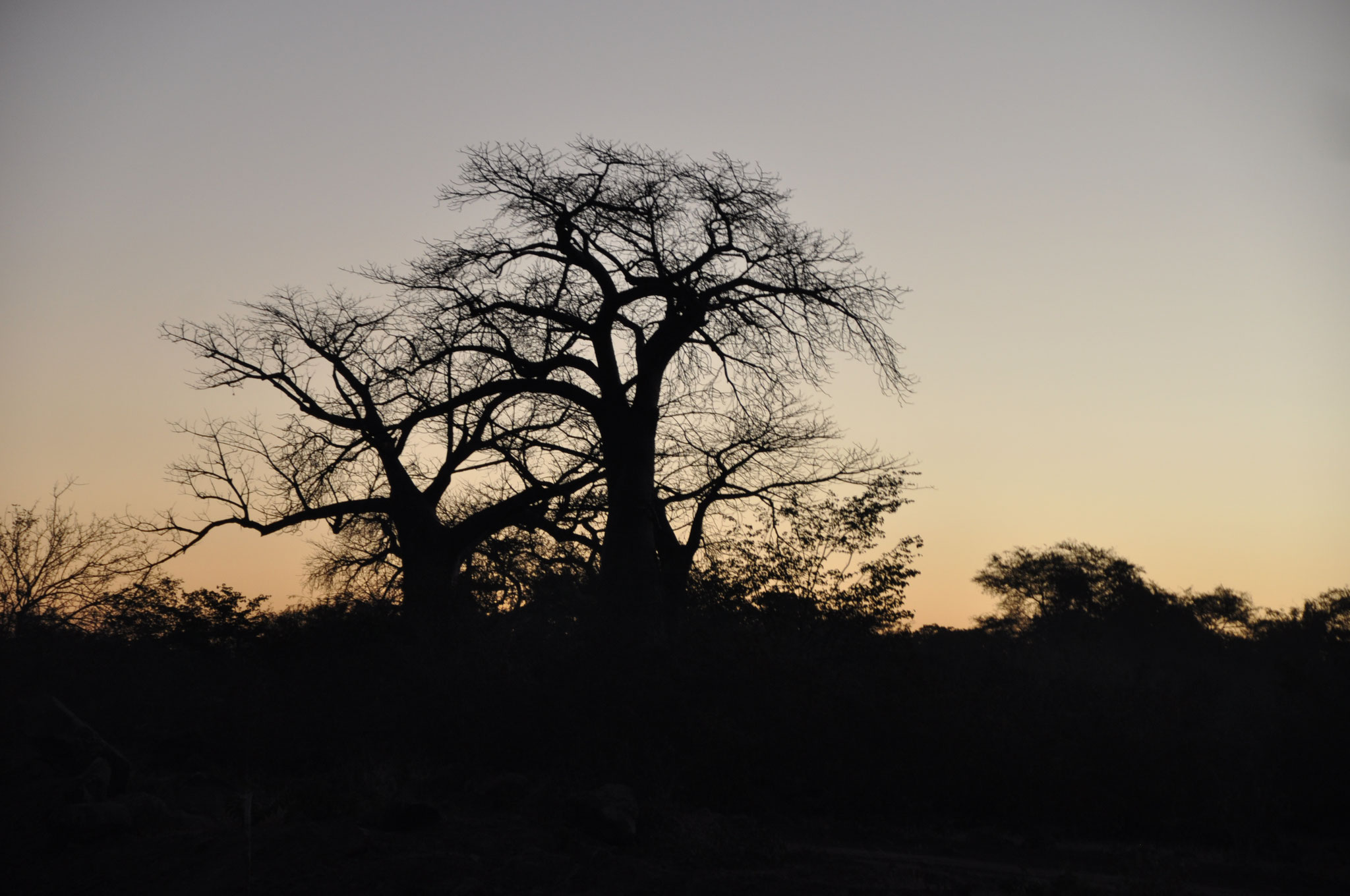 Baobab im Sonnenuntergang / Baobab tree