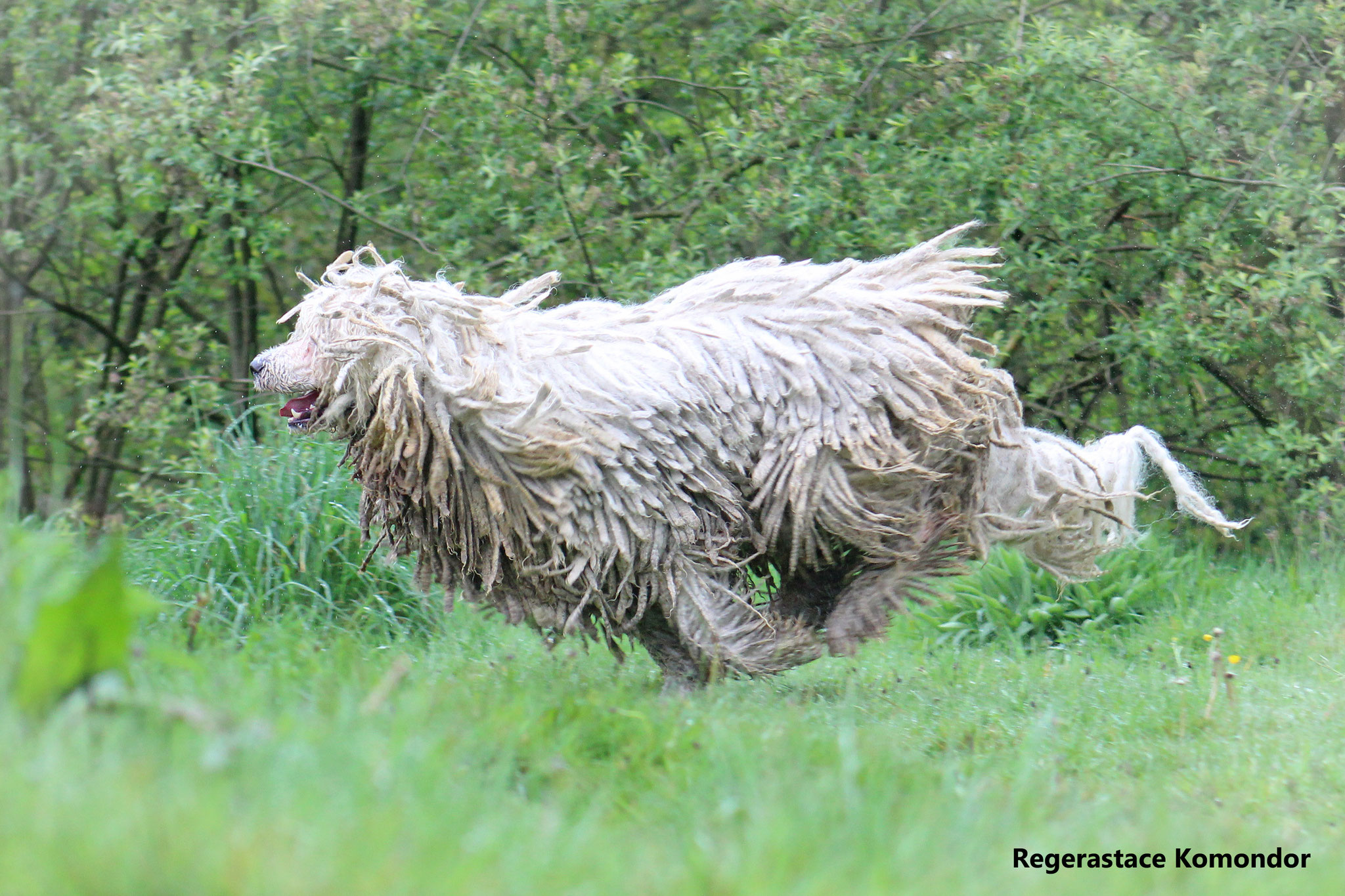 Coat Maintenance of a komondor rastacekomondors