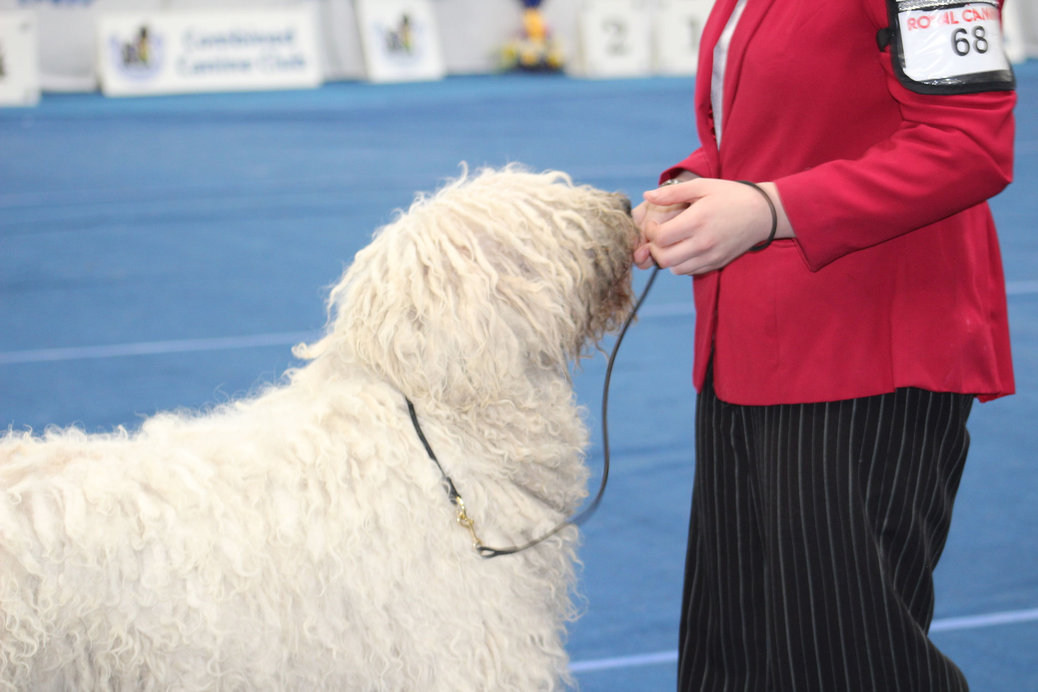 Coat Maintenance of a komondor rastacekomondors