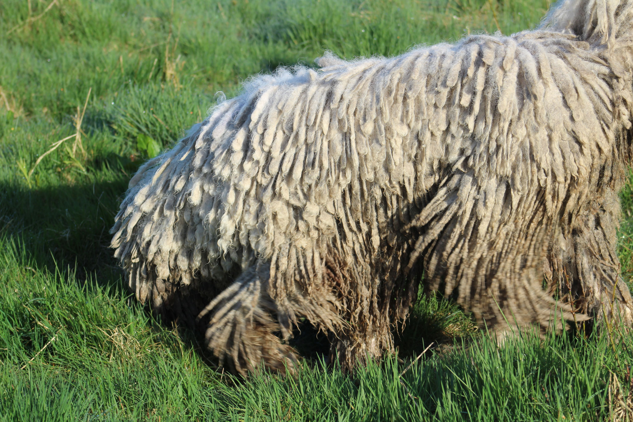 Coat Maintenance of a komondor rastacekomondors