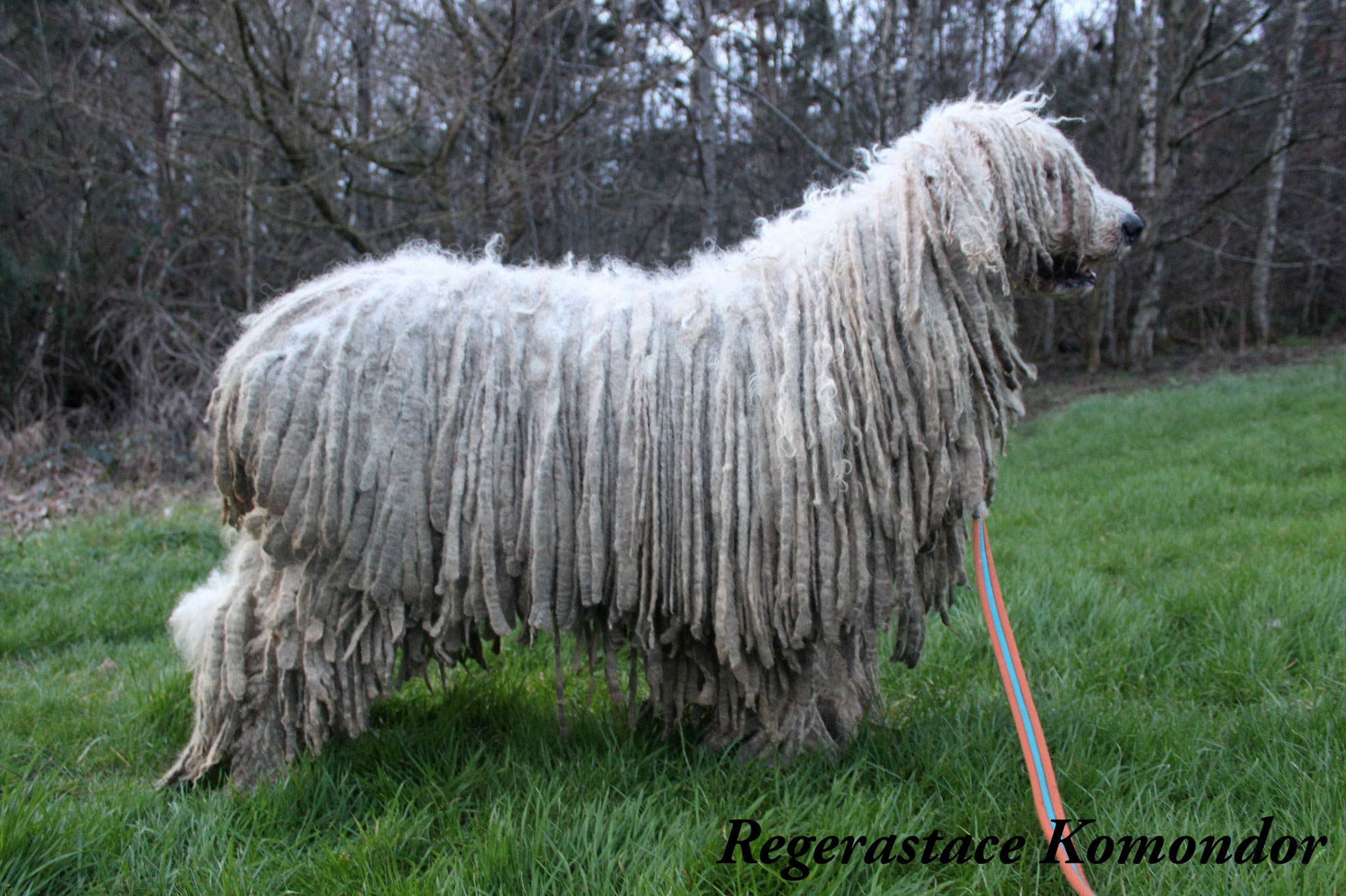 Coat Maintenance of a komondor rastacekomondors