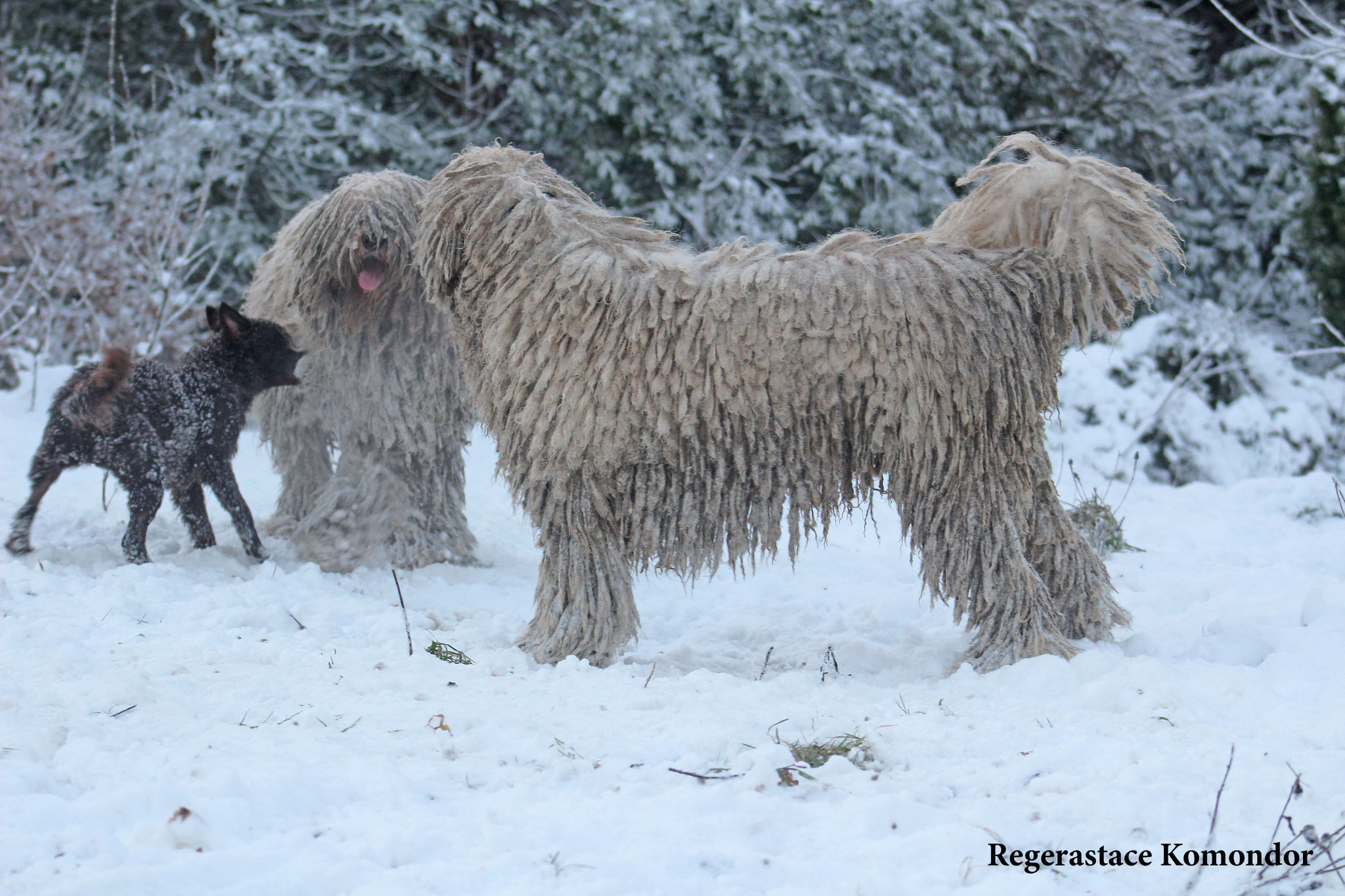 Coat Maintenance of a komondor rastacekomondors
