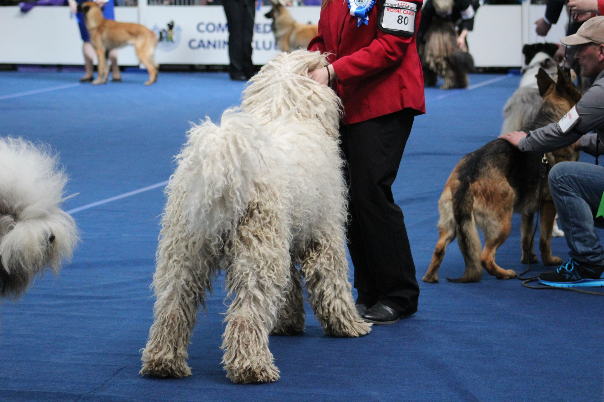 Coat Maintenance of a komondor rastacekomondors