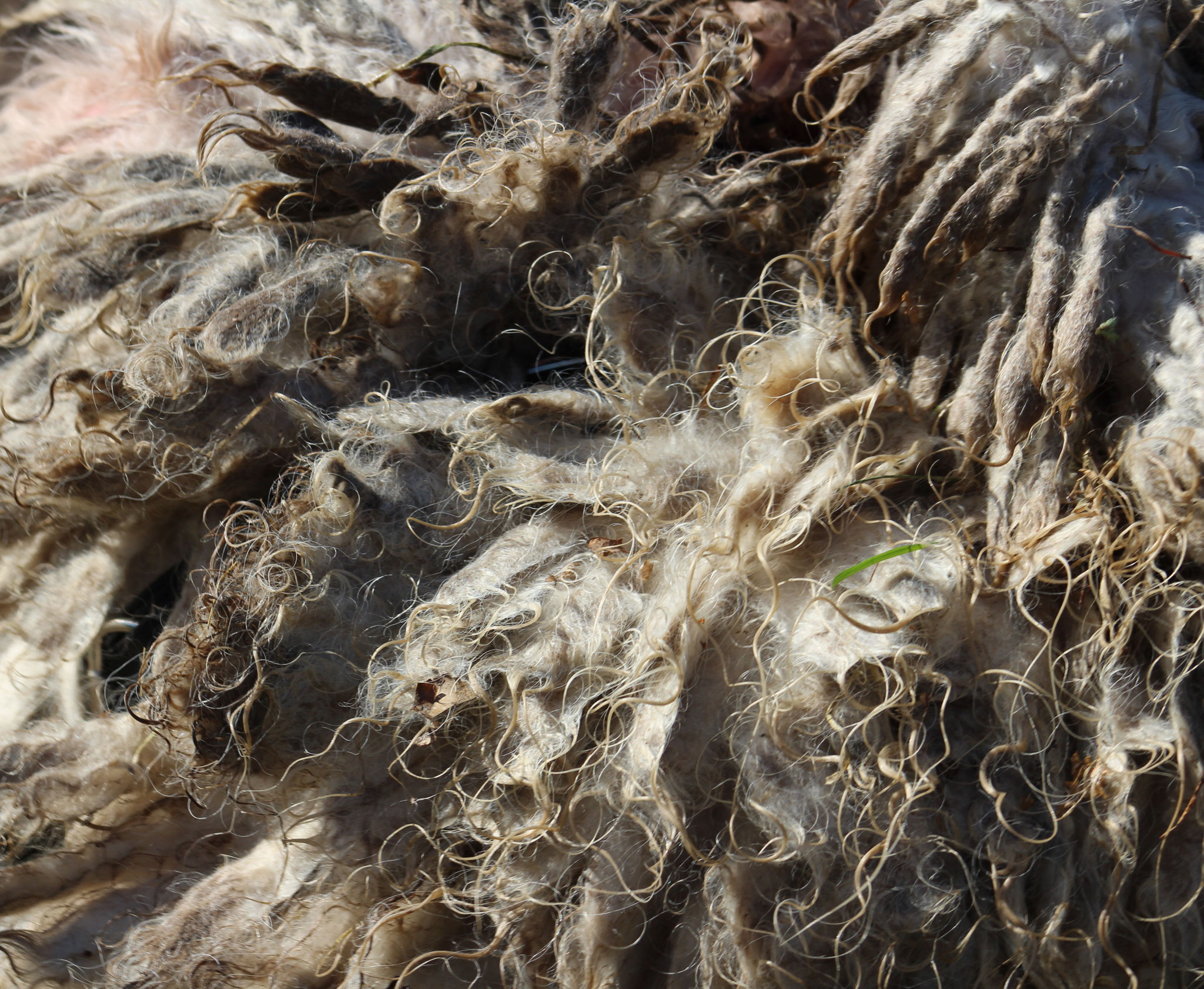Coat Maintenance of a komondor rastacekomondors