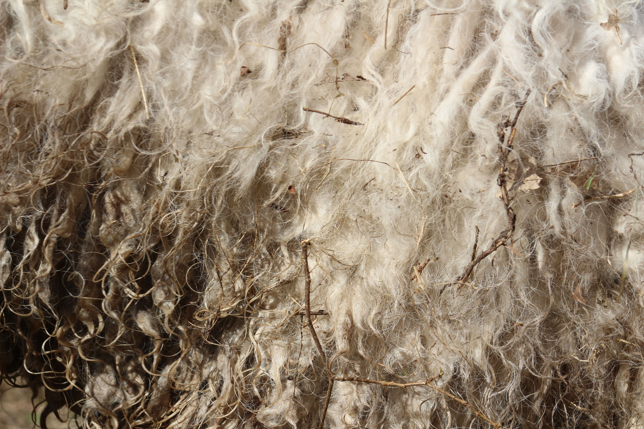 Coat Maintenance of a komondor rastacekomondors