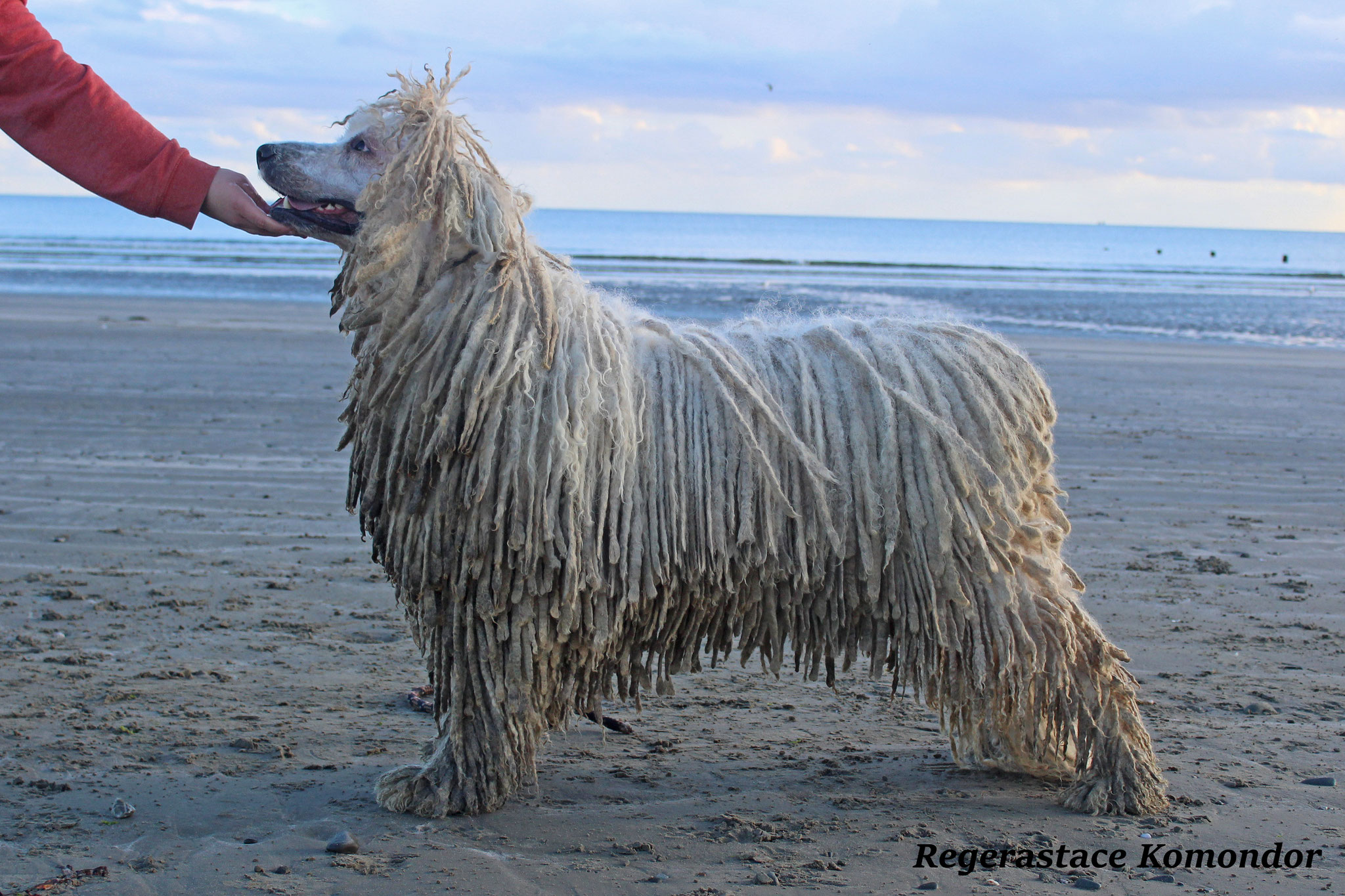 Coat Maintenance of a komondor rastacekomondors