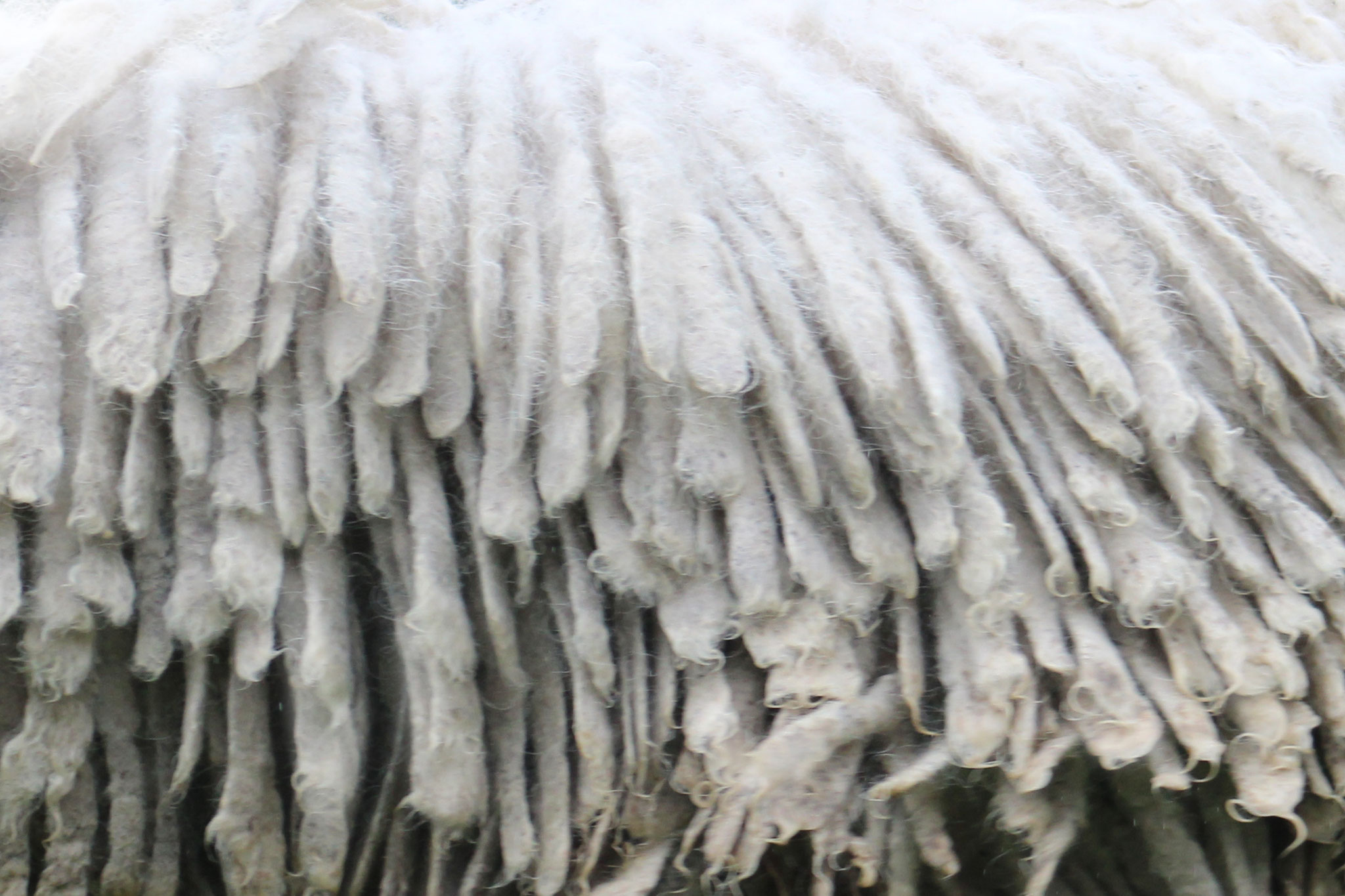Coat Maintenance of a komondor rastacekomondors