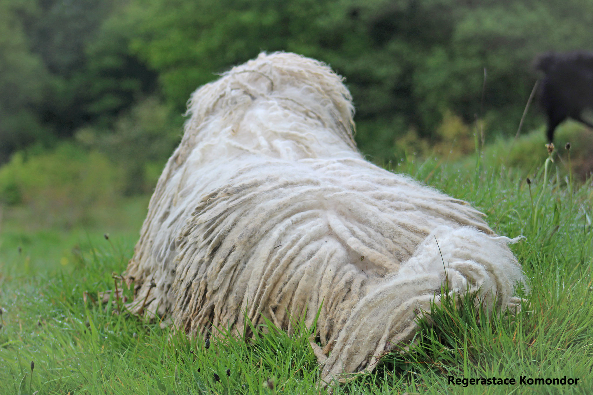 Coat Maintenance of a komondor rastacekomondors