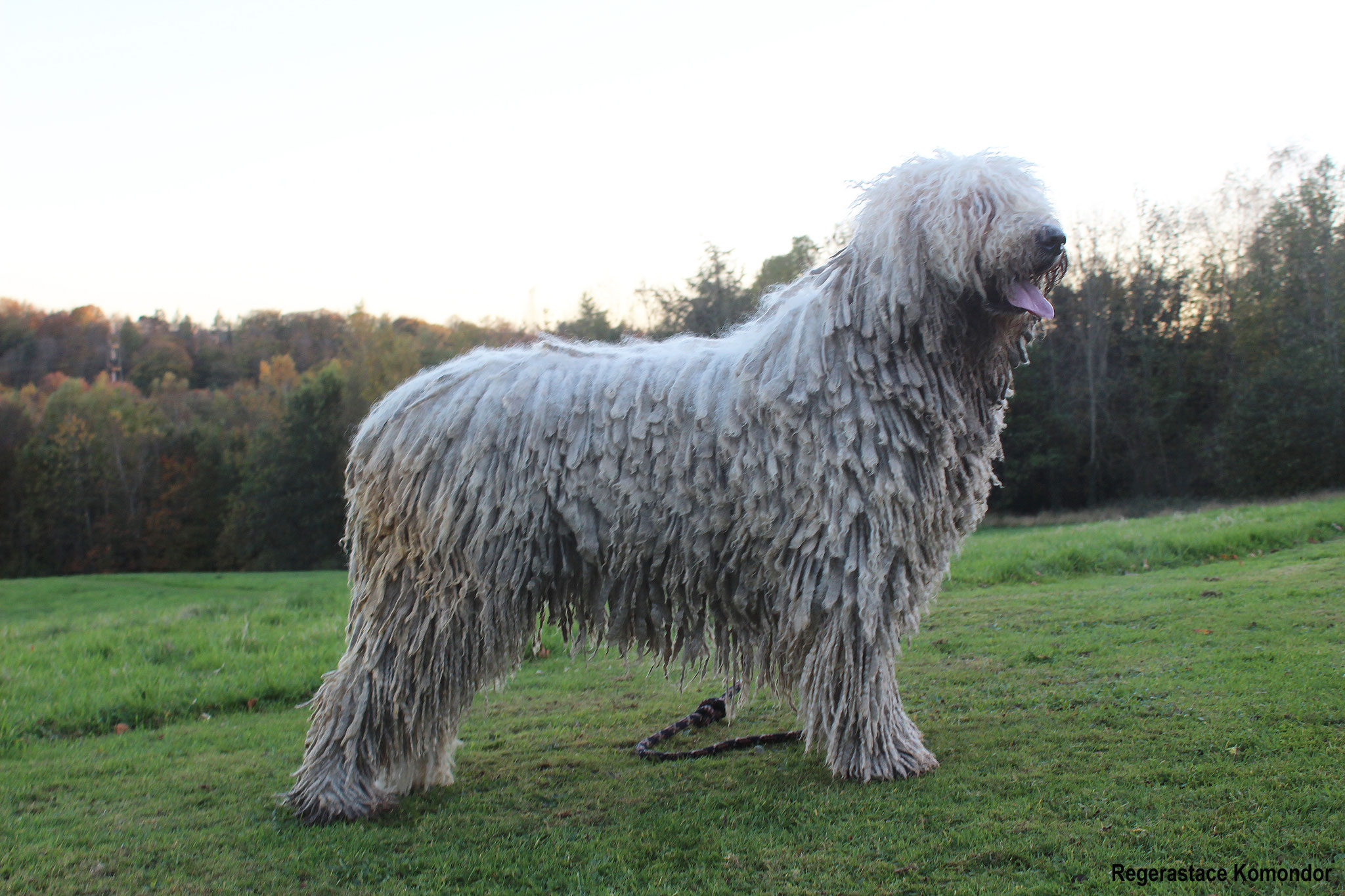 Coat Maintenance of a komondor rastacekomondors