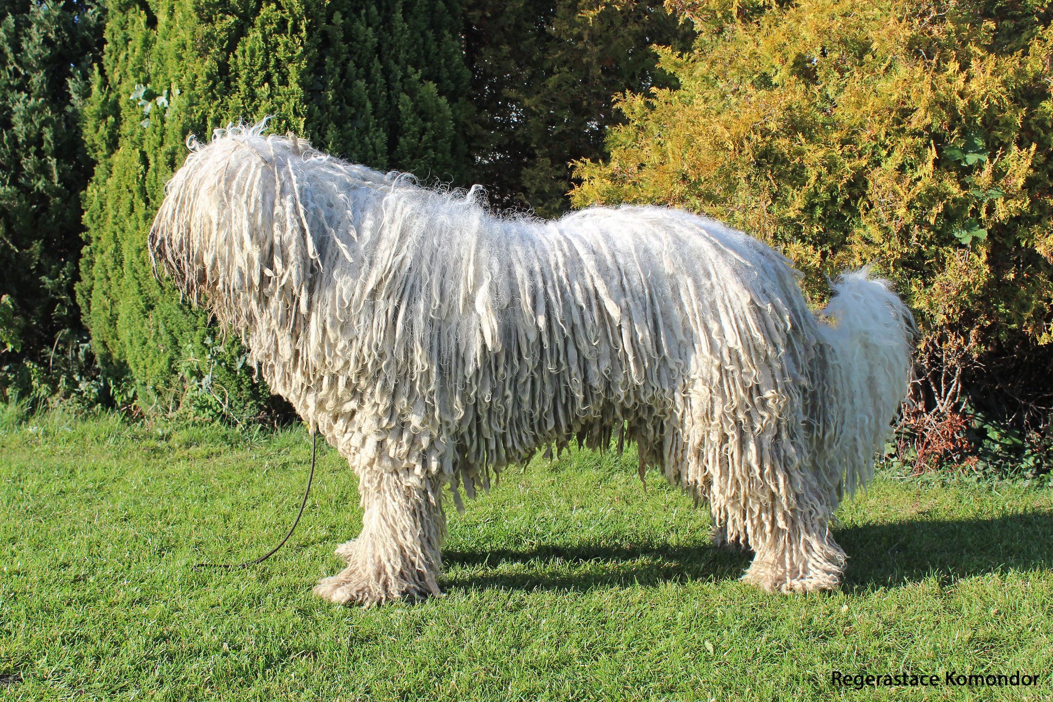 Coat Maintenance of a komondor rastacekomondors