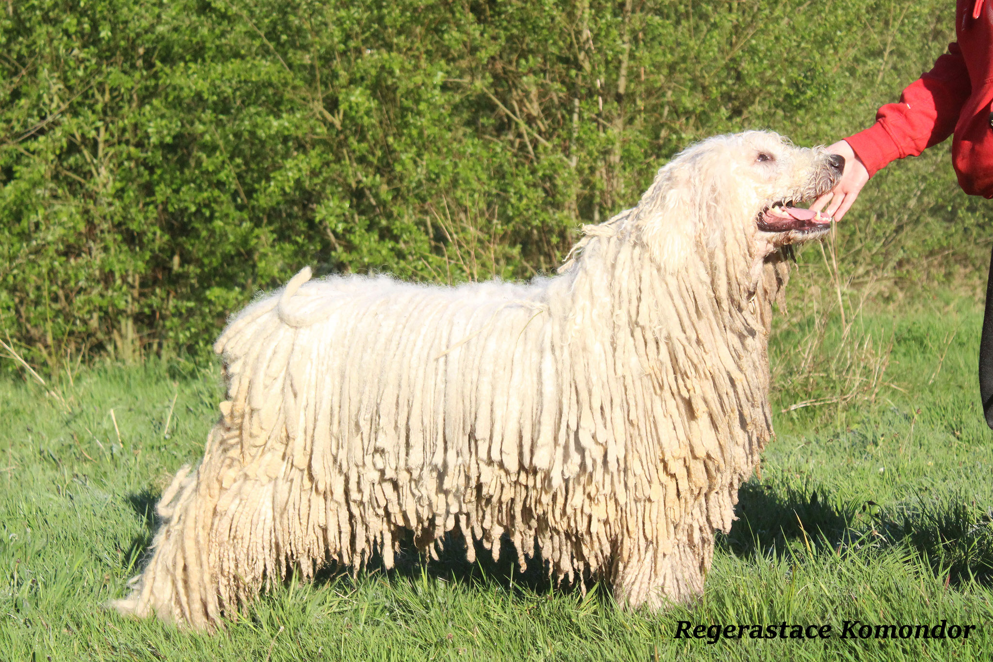 Coat Maintenance of a komondor rastacekomondors