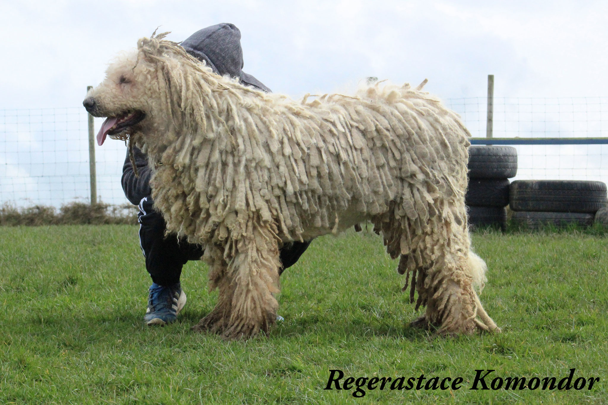 Coat Maintenance of a komondor rastacekomondors